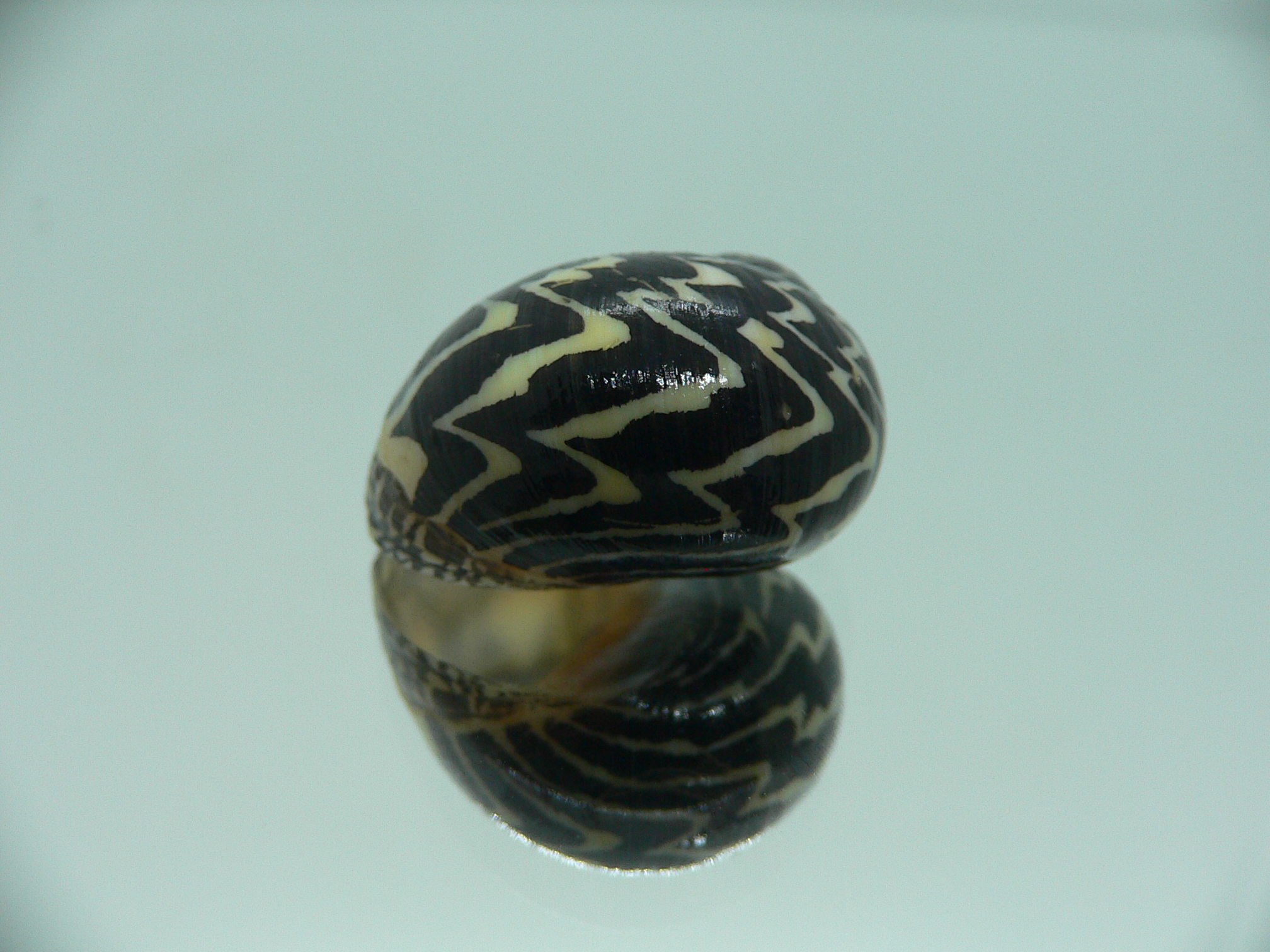 Neritodryas dubia VERY BIG & ZIGZAG