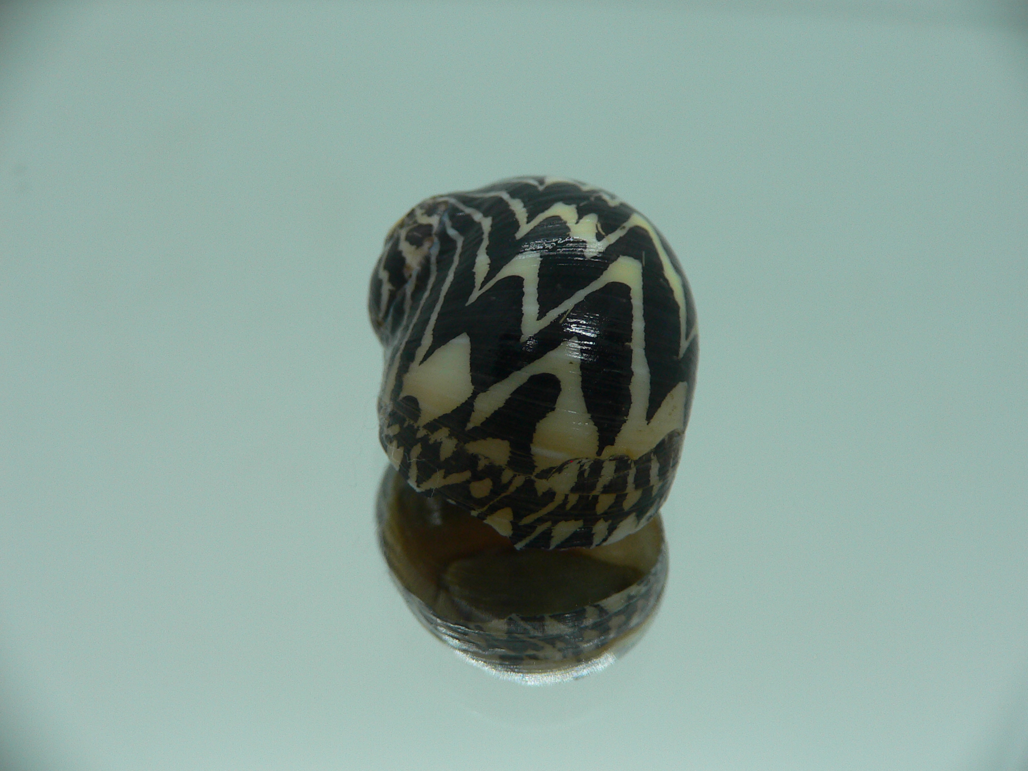 Neritodryas dubia VERY BIG & ZIGZAG