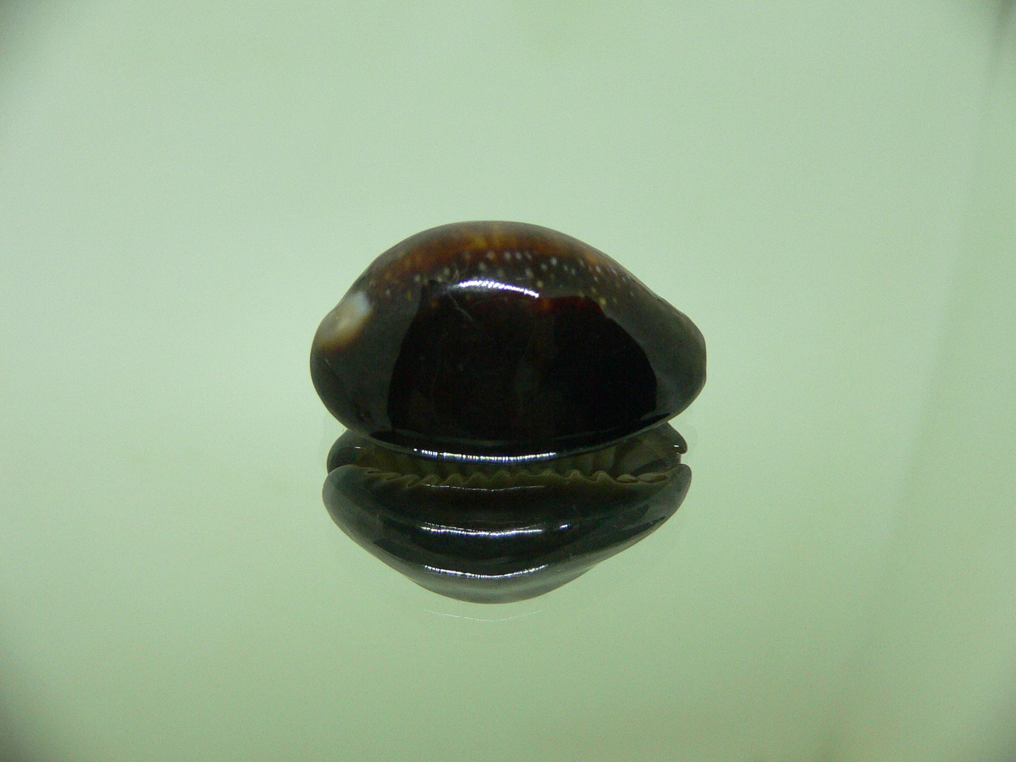 Cypraea caputserpentis NIGHT