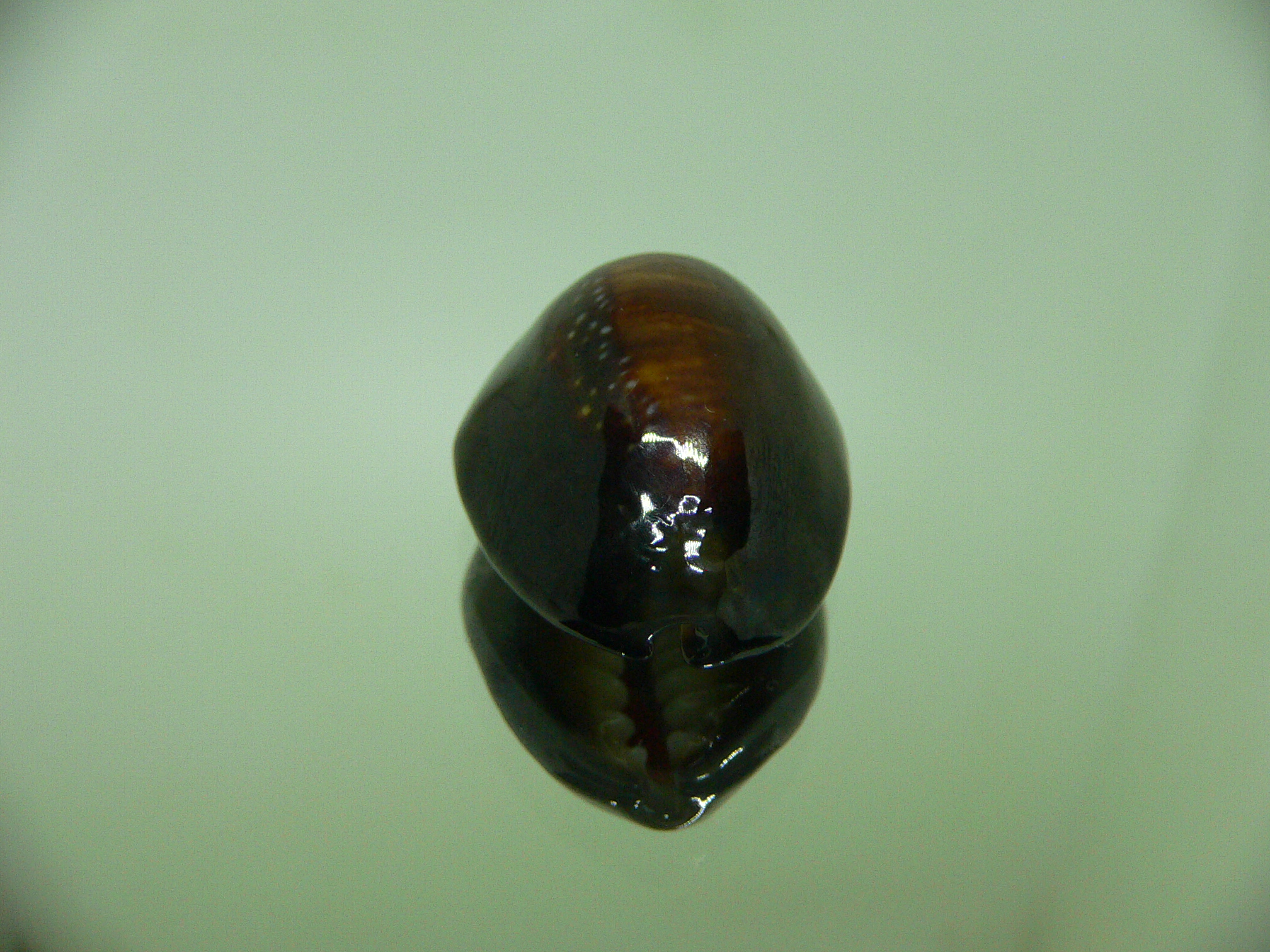 Cypraea caputserpentis NIGHT