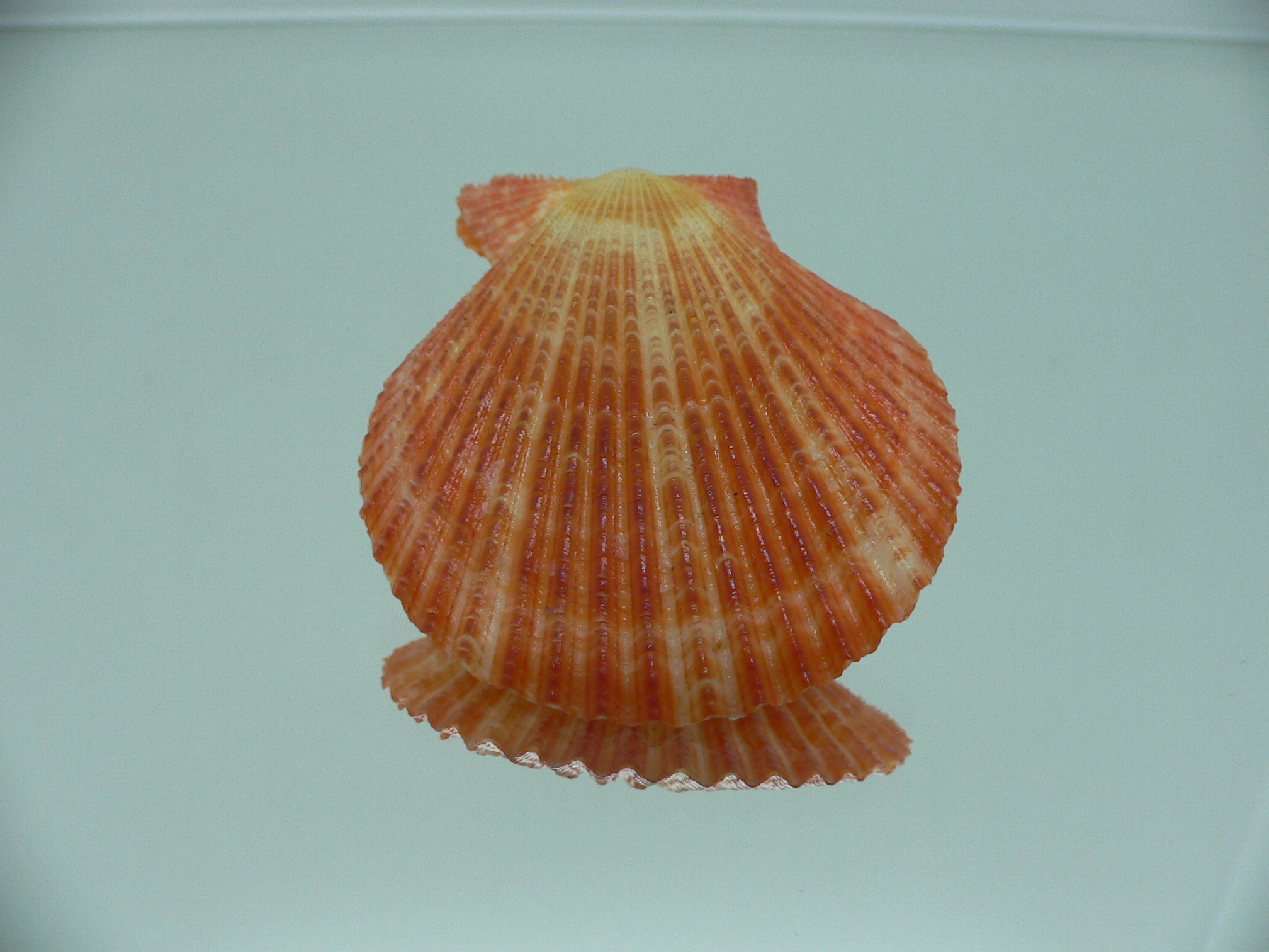 Argopecten ventricosusBIG & ORANGE