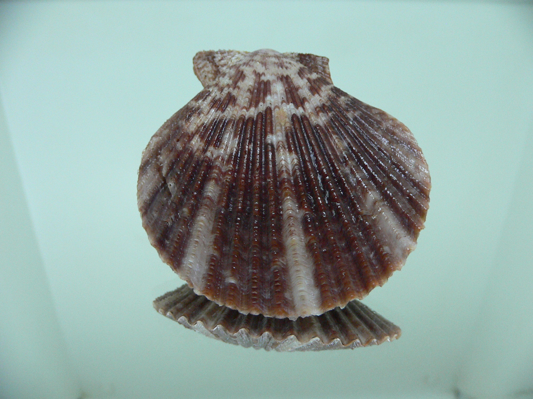 Argopecten ventricosus