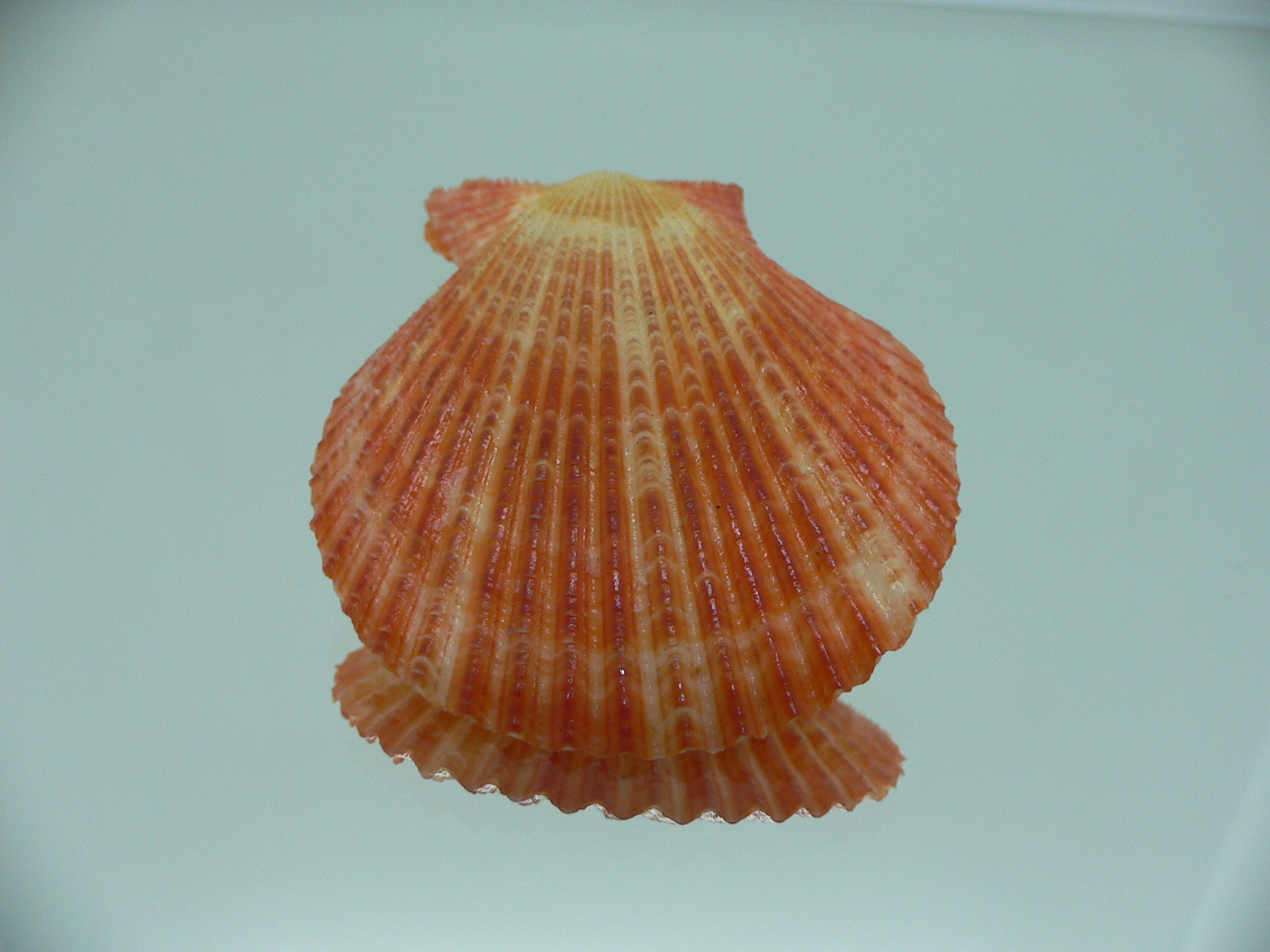 Argopecten ventricosusBIG & ORANGE