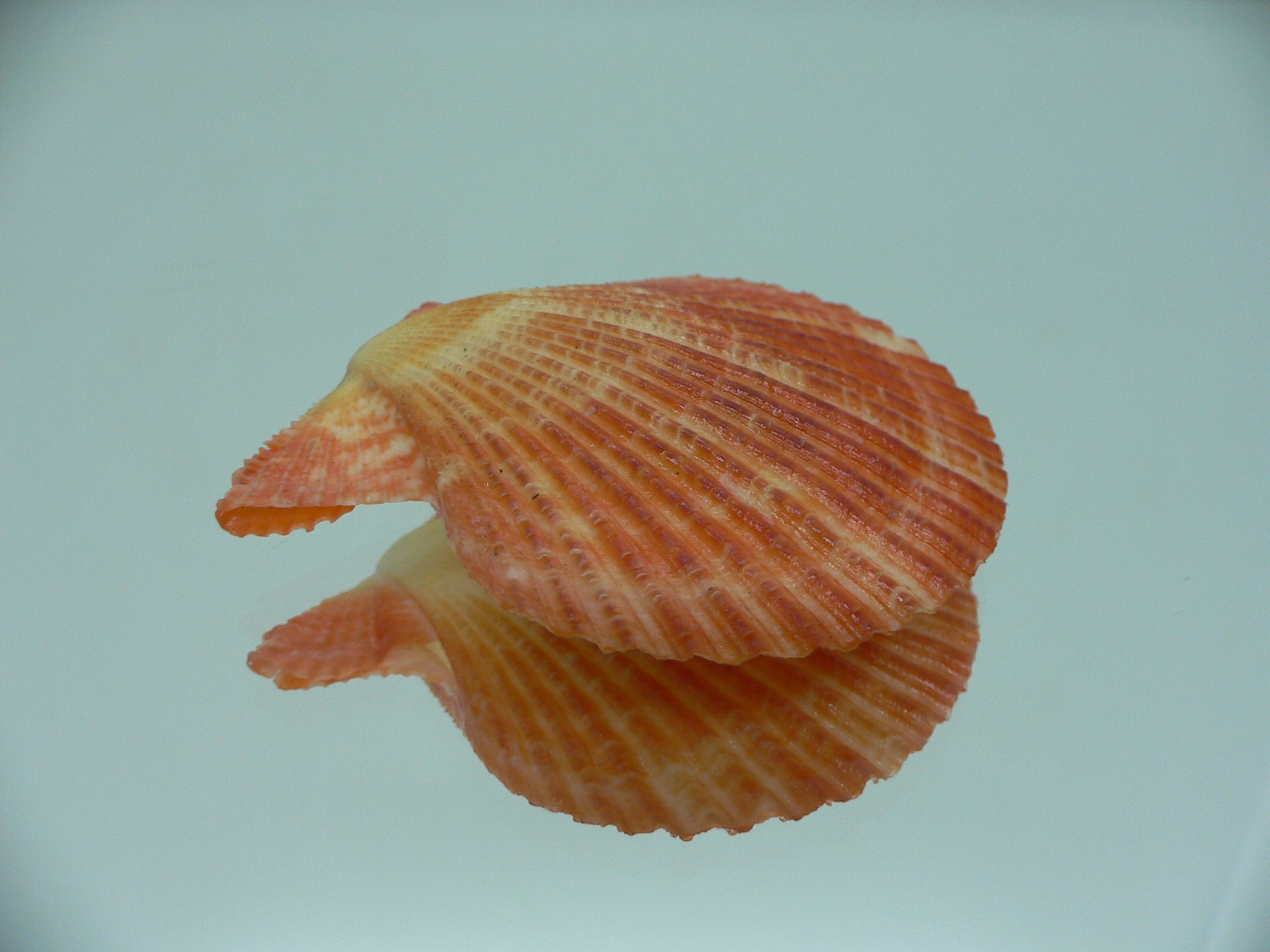 Argopecten ventricosusBIG & ORANGE