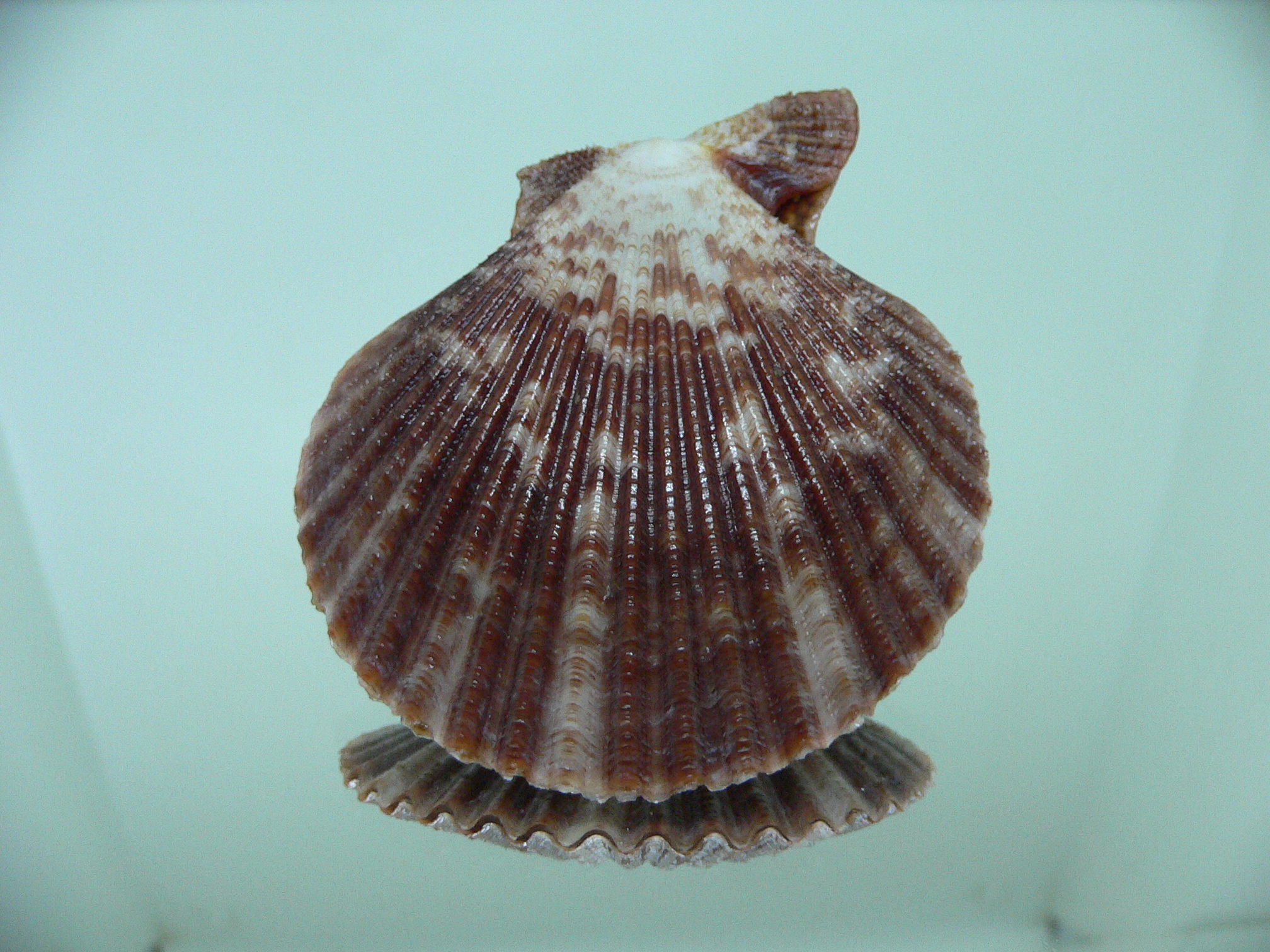 Argopecten ventricosus