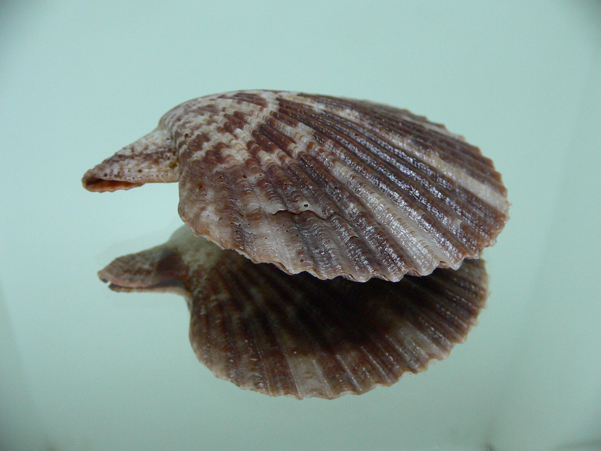 Argopecten ventricosus