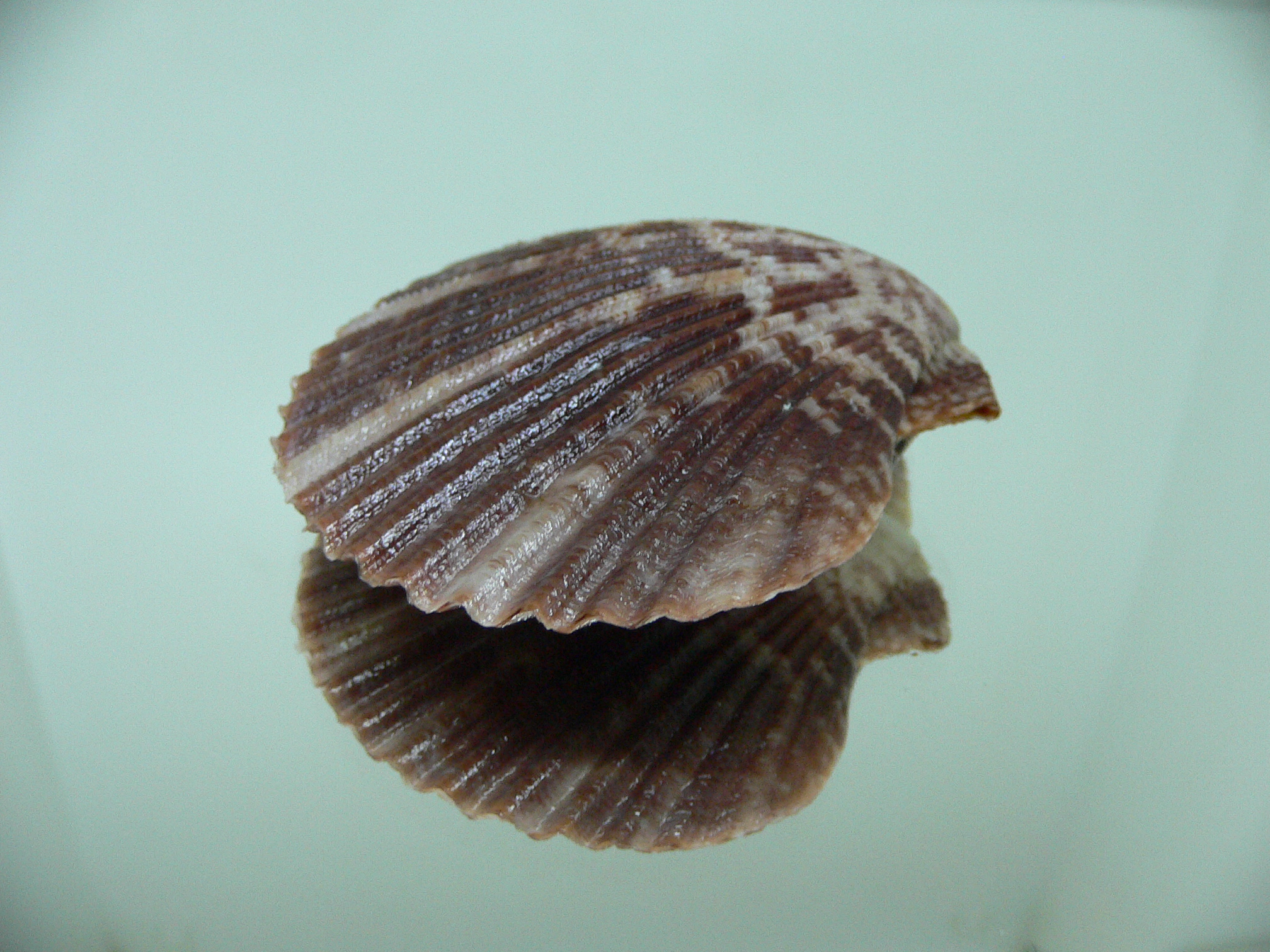 Argopecten ventricosus