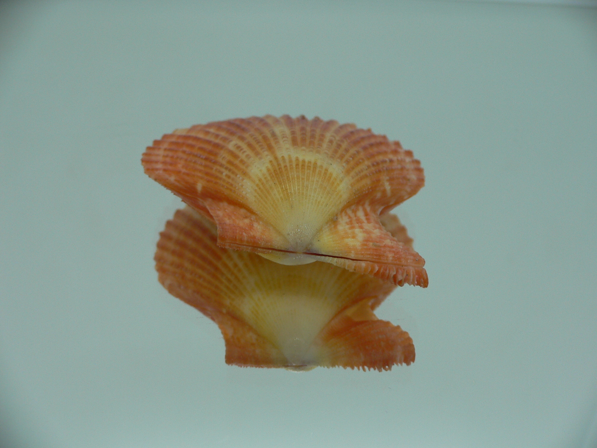 Argopecten ventricosusBIG & ORANGE