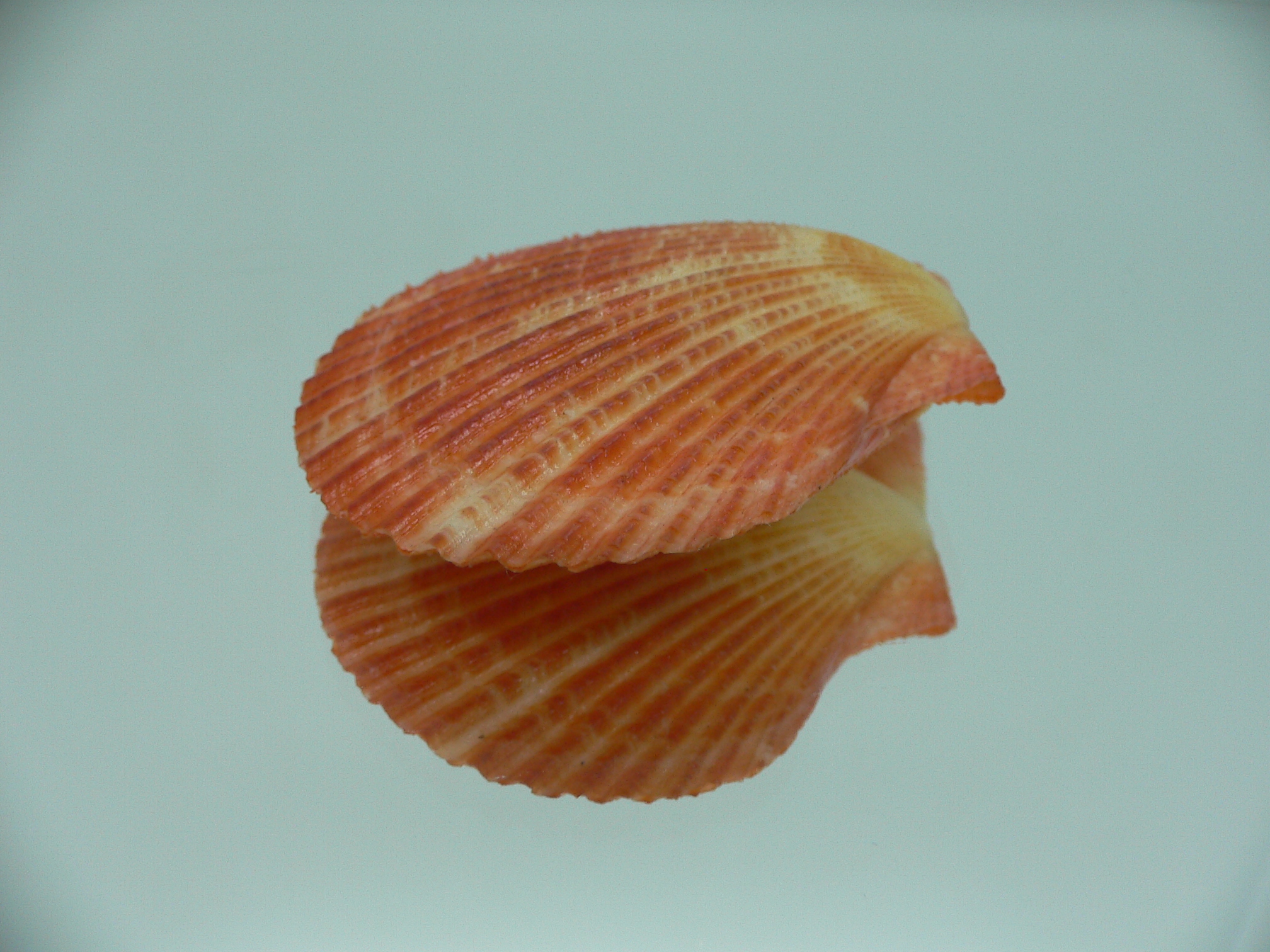 Argopecten ventricosusBIG & ORANGE