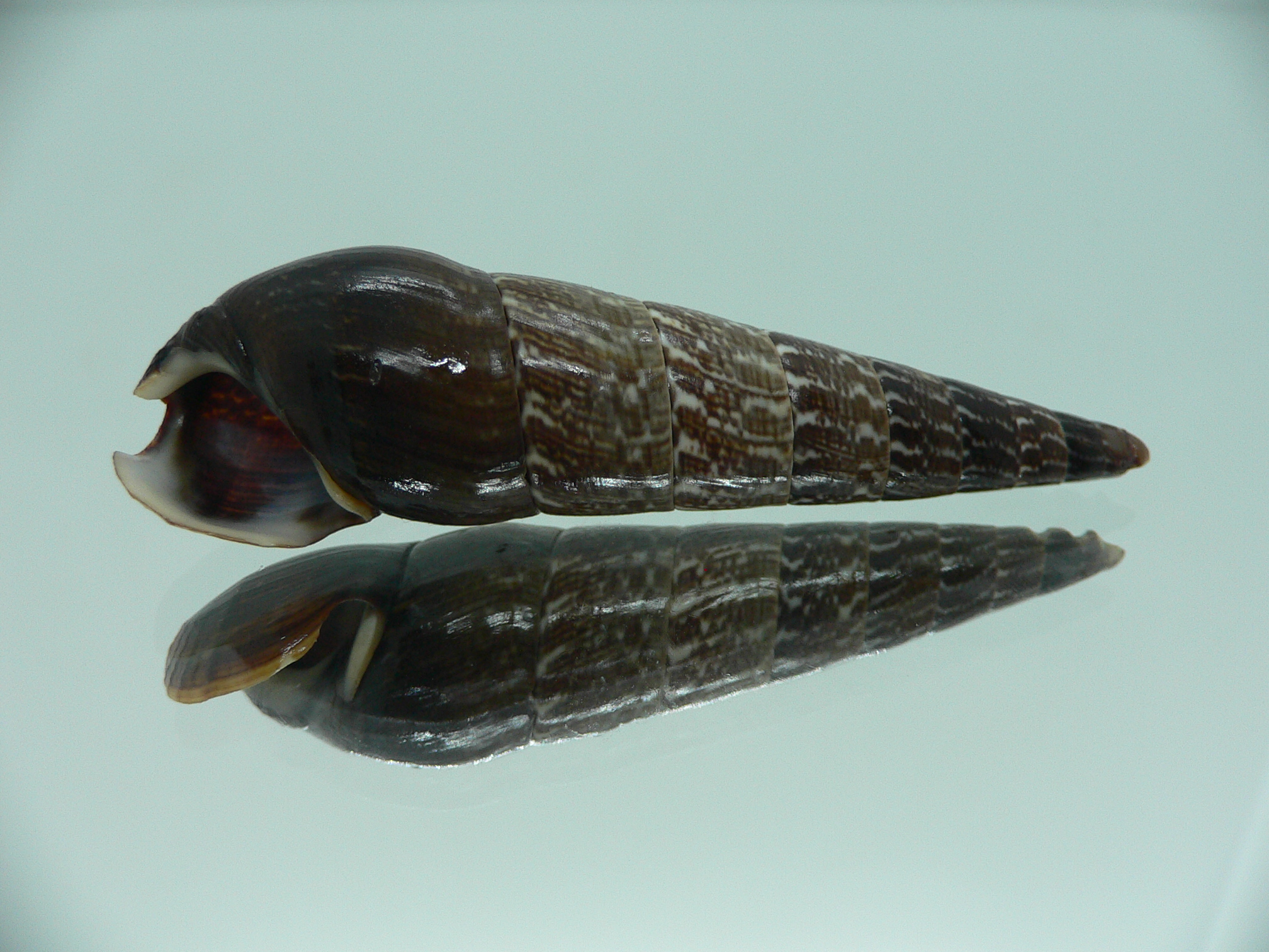 Faunus ater MOTLEY & DARK