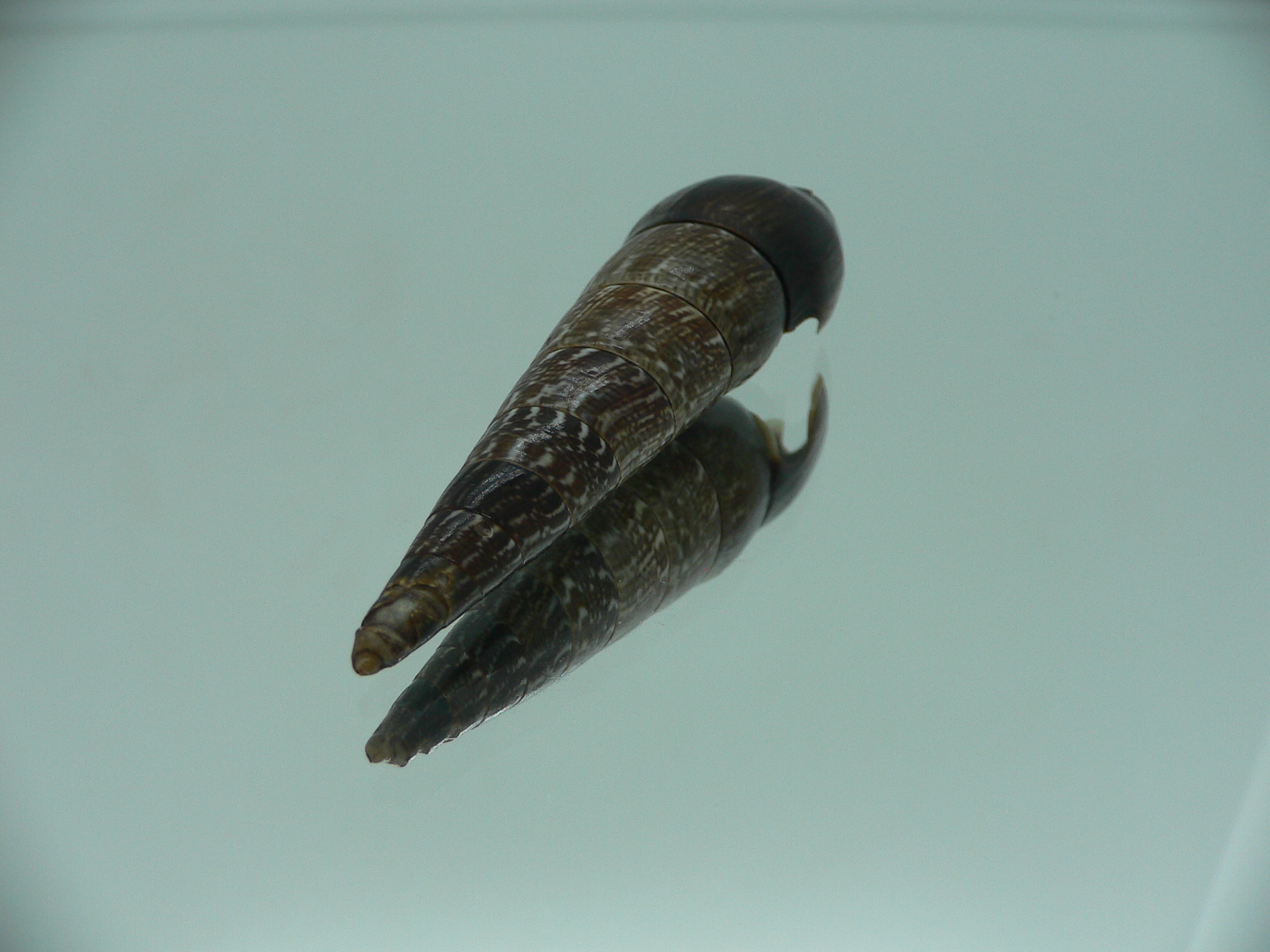 Faunus ater MOTLEY & DARK