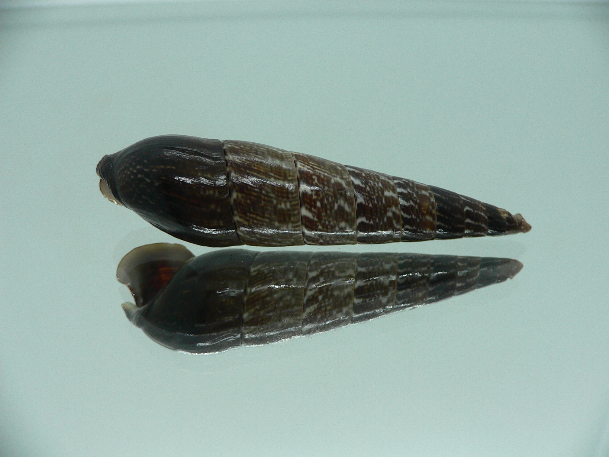 Faunus ater MOTLEY & DARK