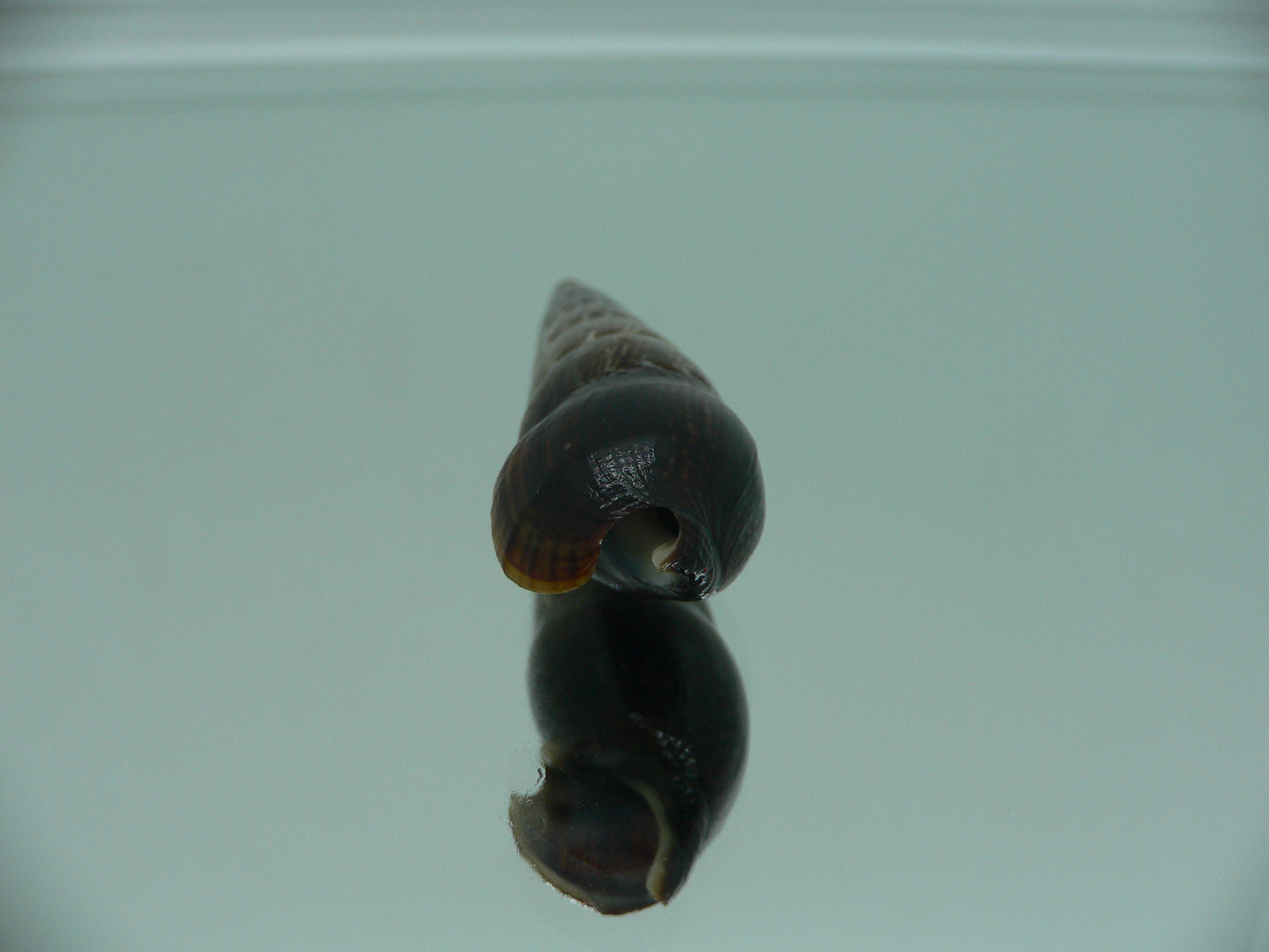 Faunus ater MOTLEY & DARK