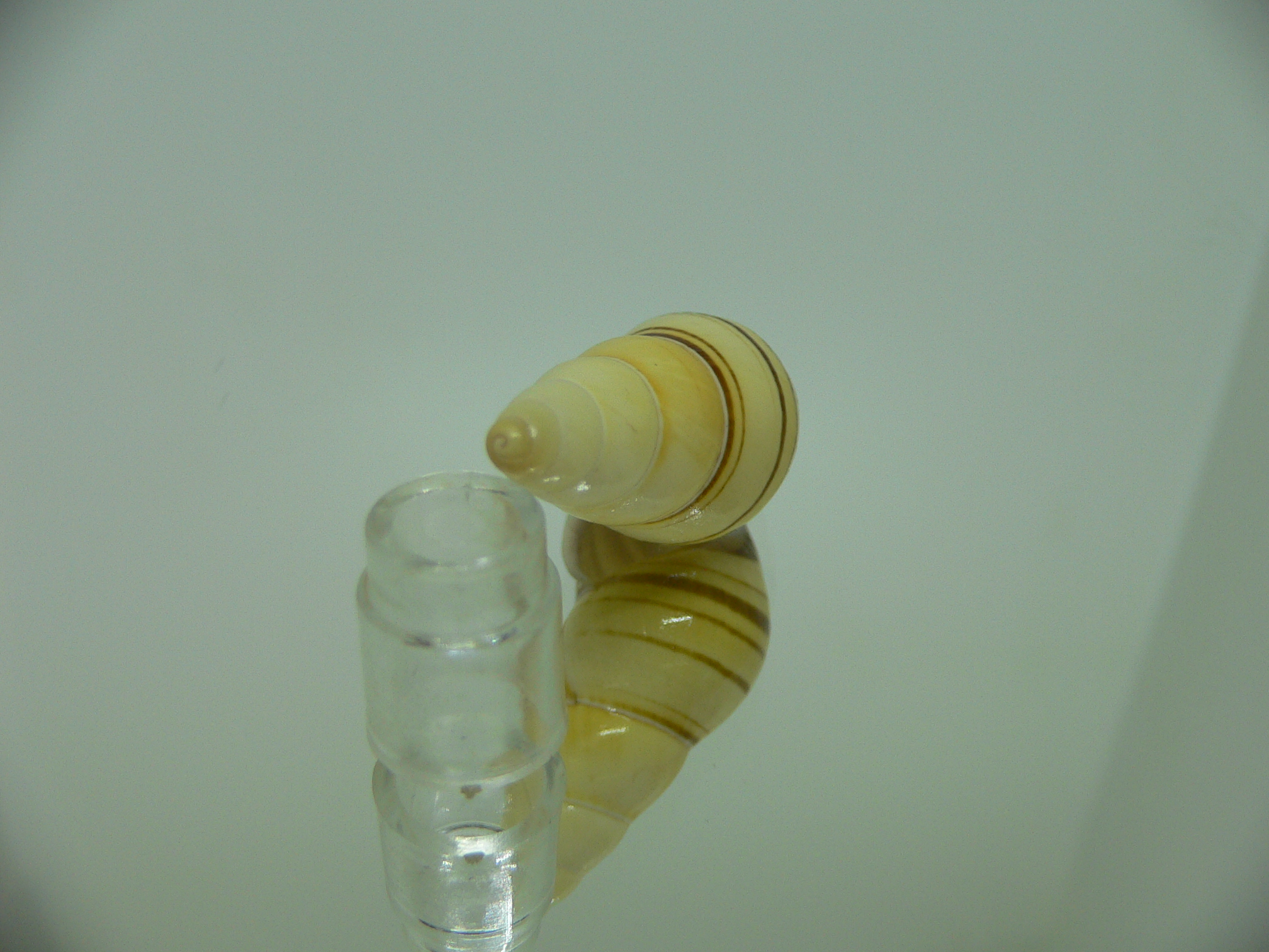 Amphidromus contrarius hanieli SUPER STRIPES