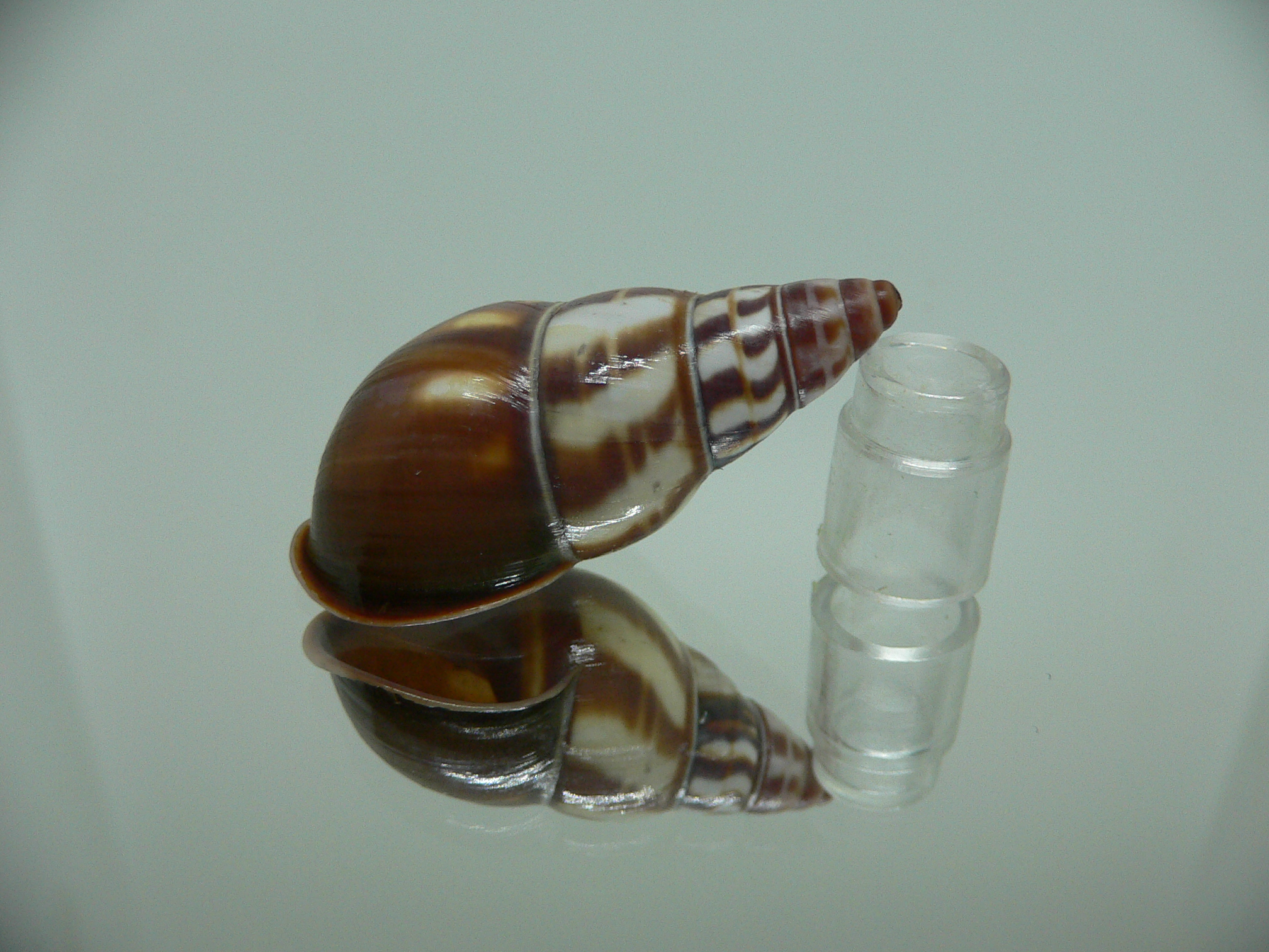 Amphidromus contrarius hanieli DARK IDEAL
