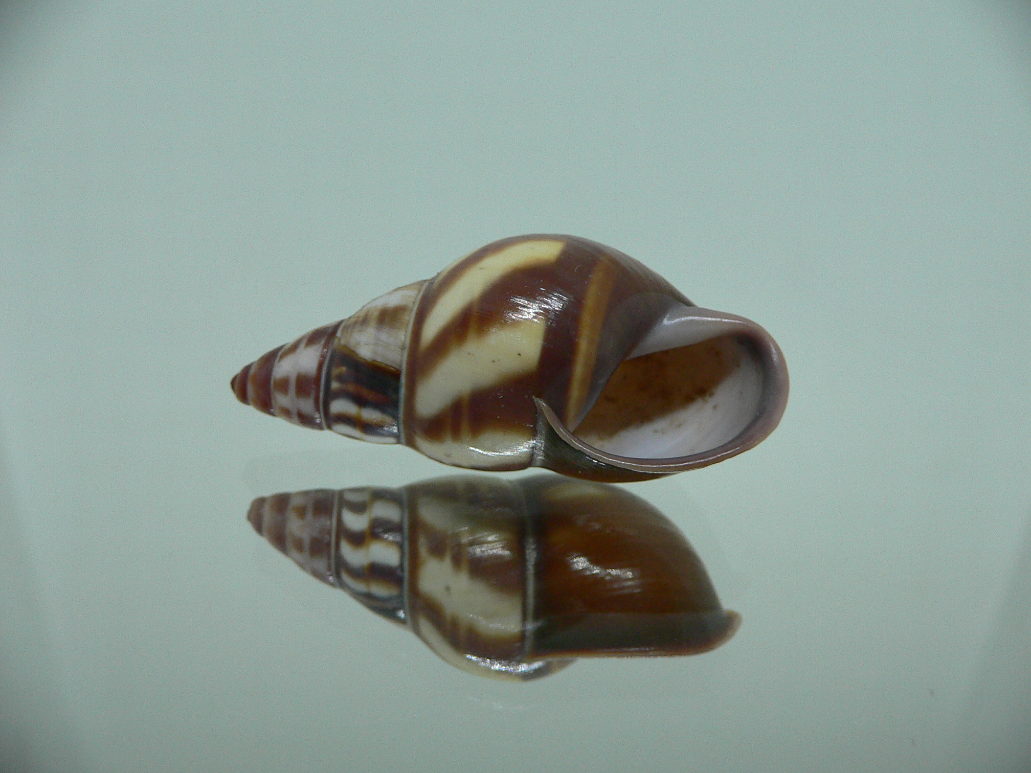 Amphidromus contrarius hanieli DARK IDEAL