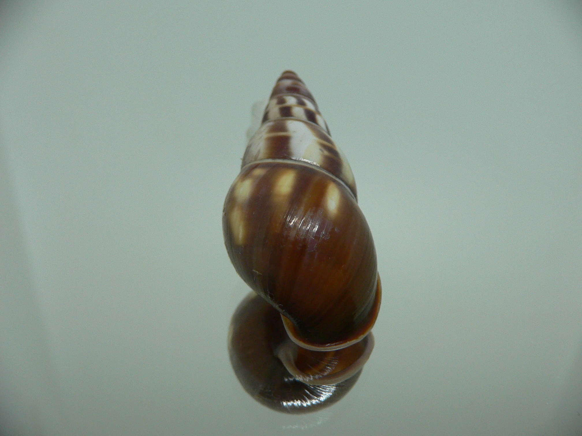 Amphidromus contrarius hanieli DARK IDEAL