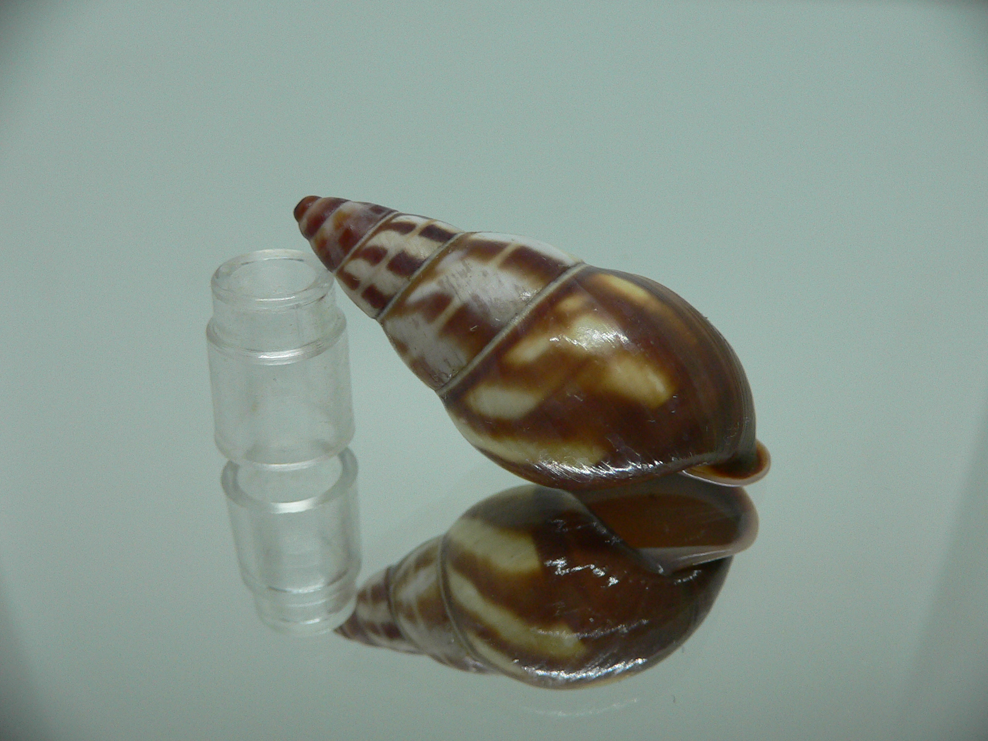 Amphidromus contrarius hanieli DARK IDEAL
