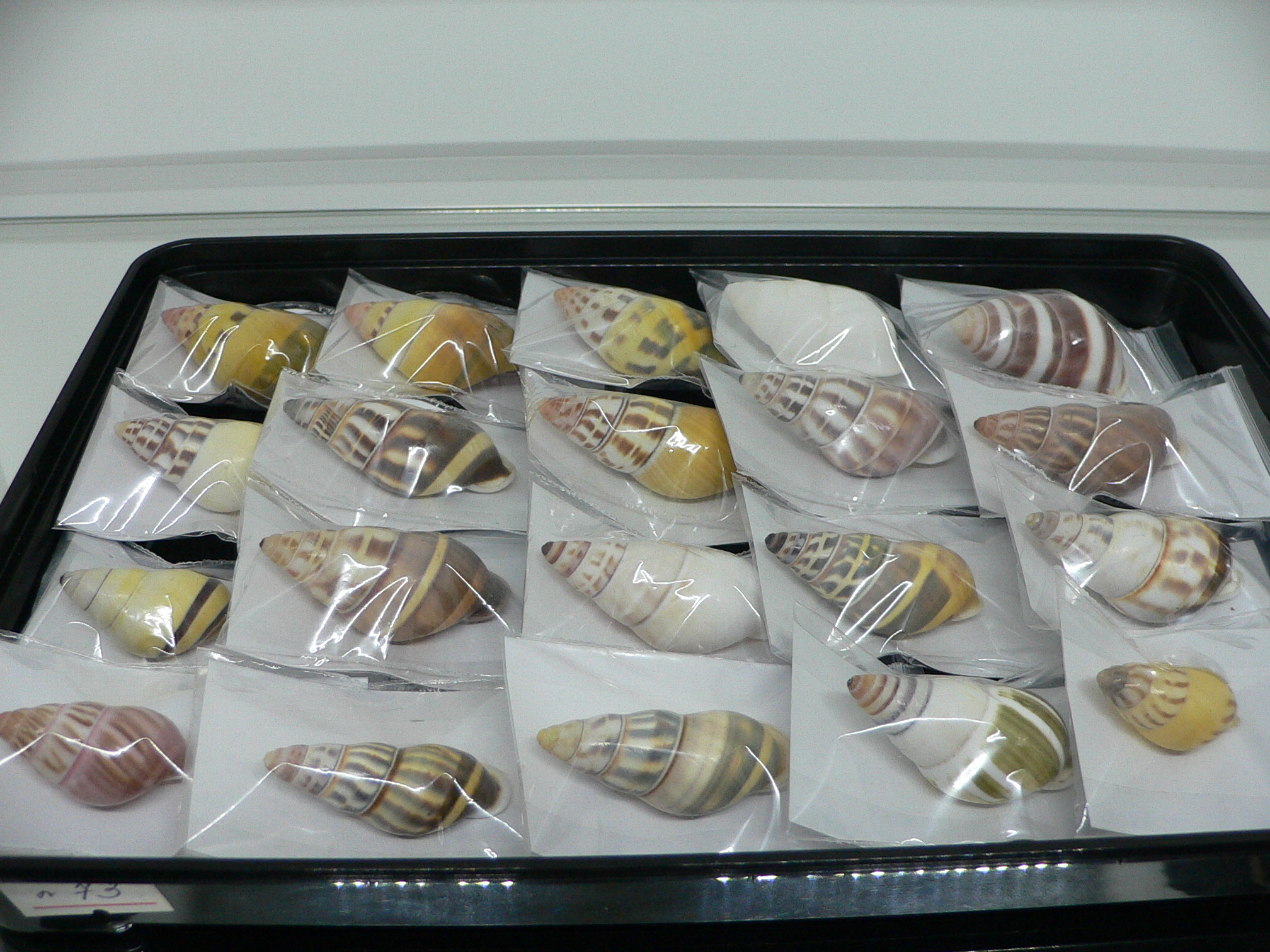 Amphidromus contrarius hanieli DARK IDEAL