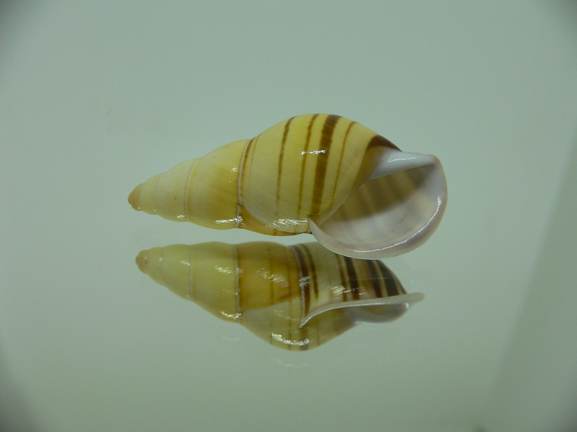 Amphidromus contrarius hanieli SUPER STRIPES