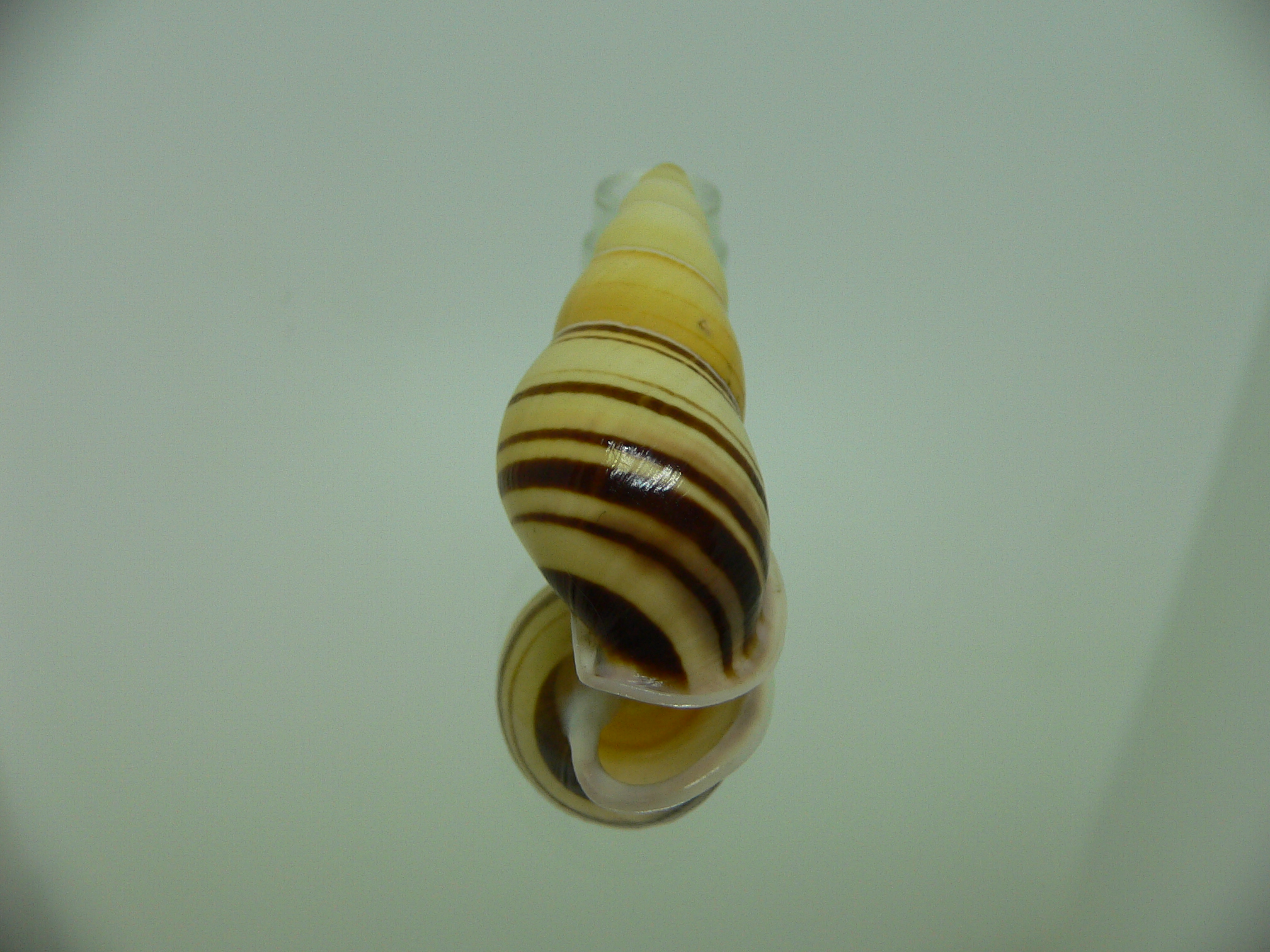 Amphidromus contrarius hanieli SUPER STRIPES
