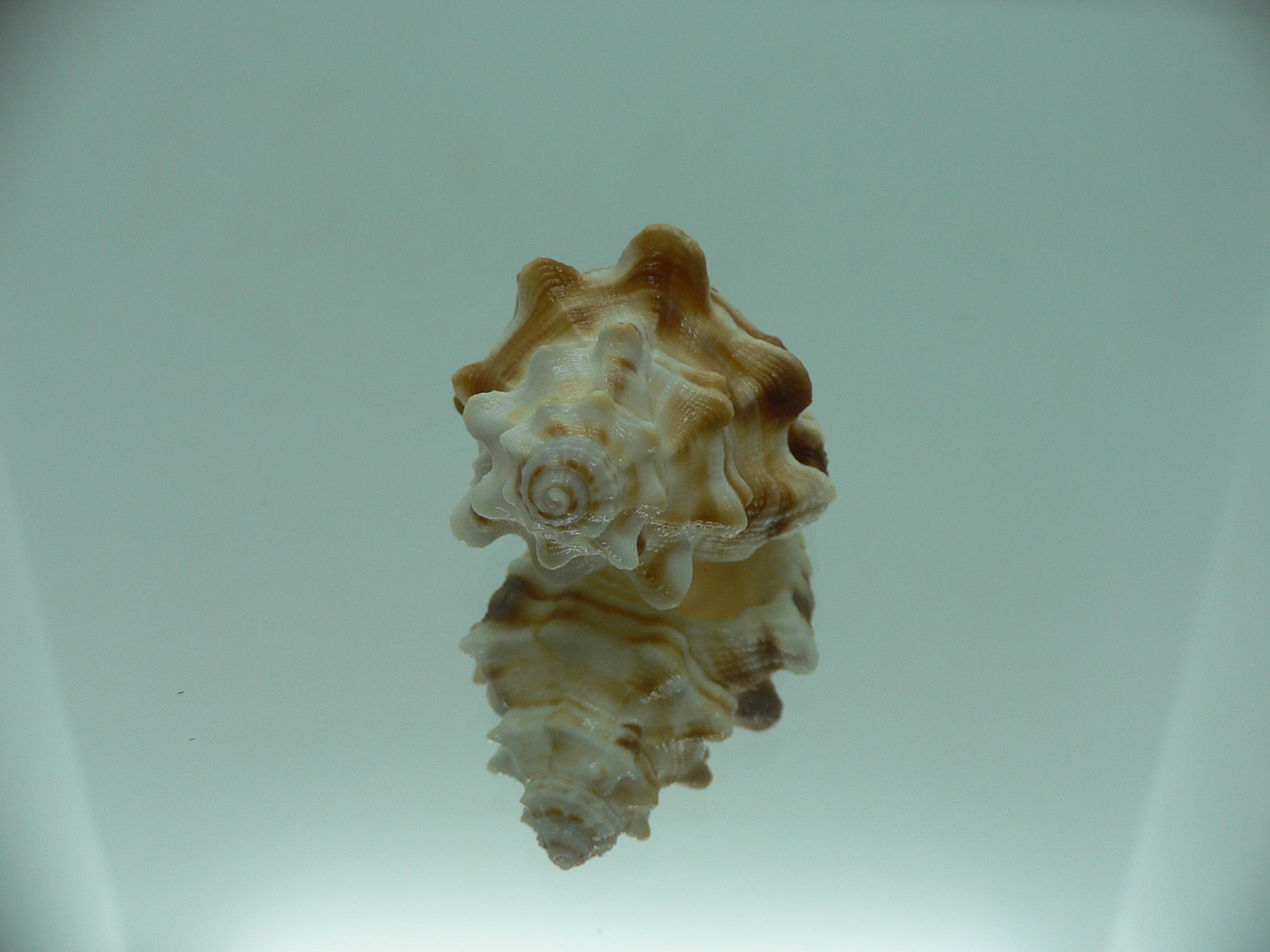 Ranularia trilineata