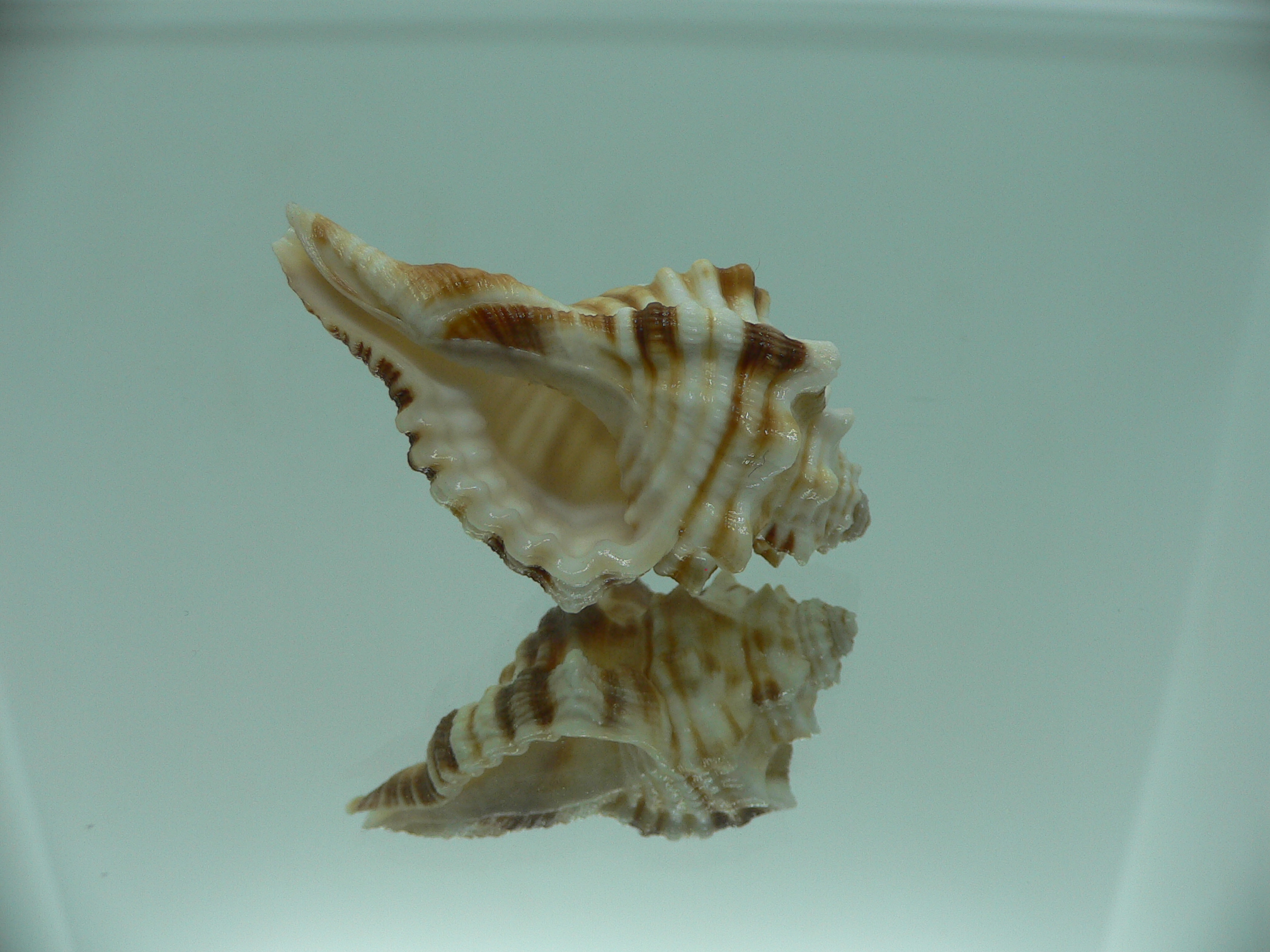 Ranularia trilineata