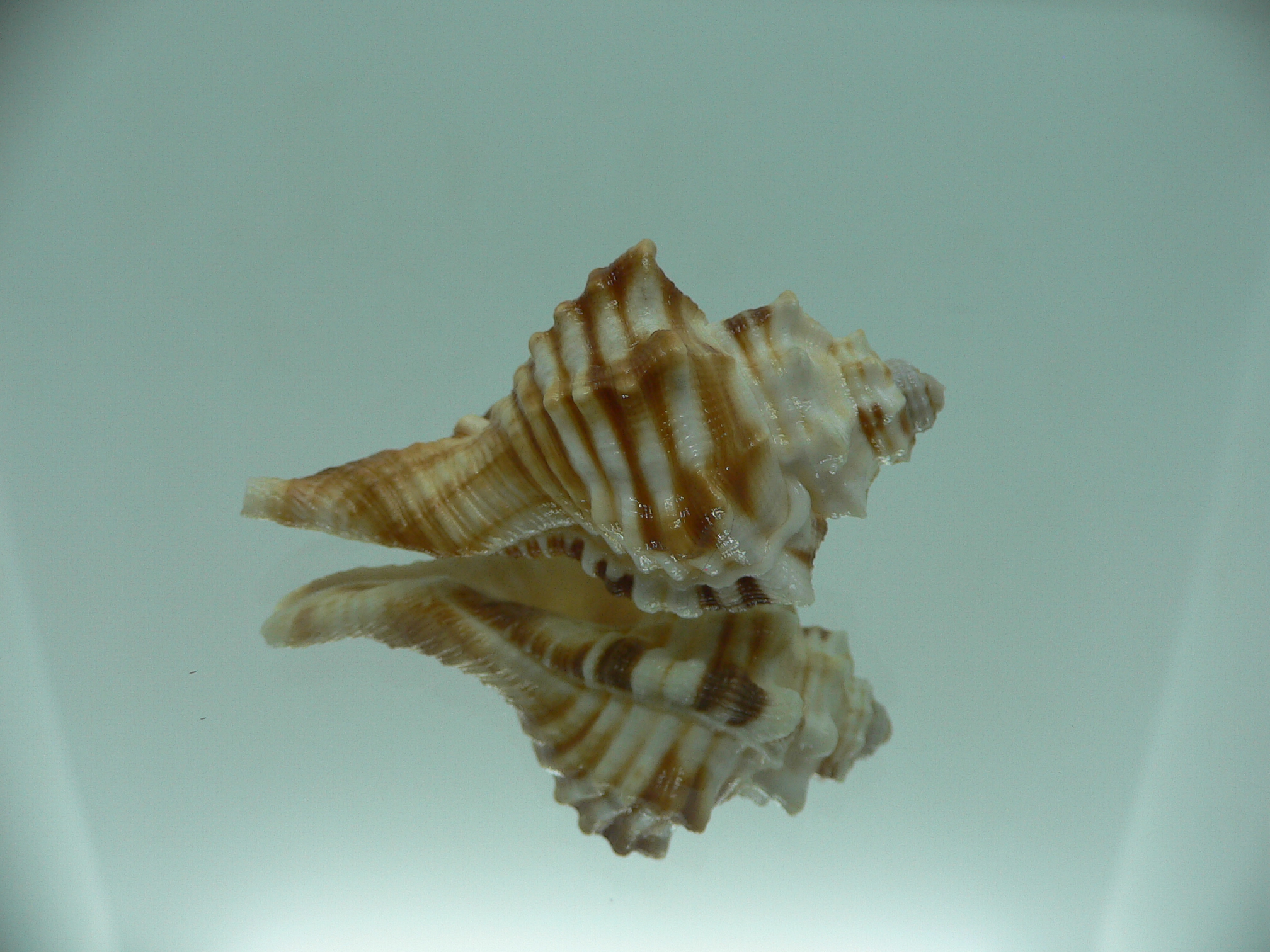 Ranularia trilineata