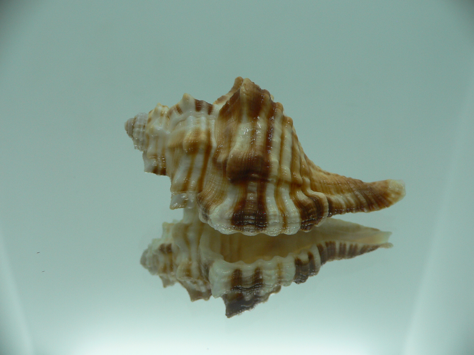 Ranularia trilineata