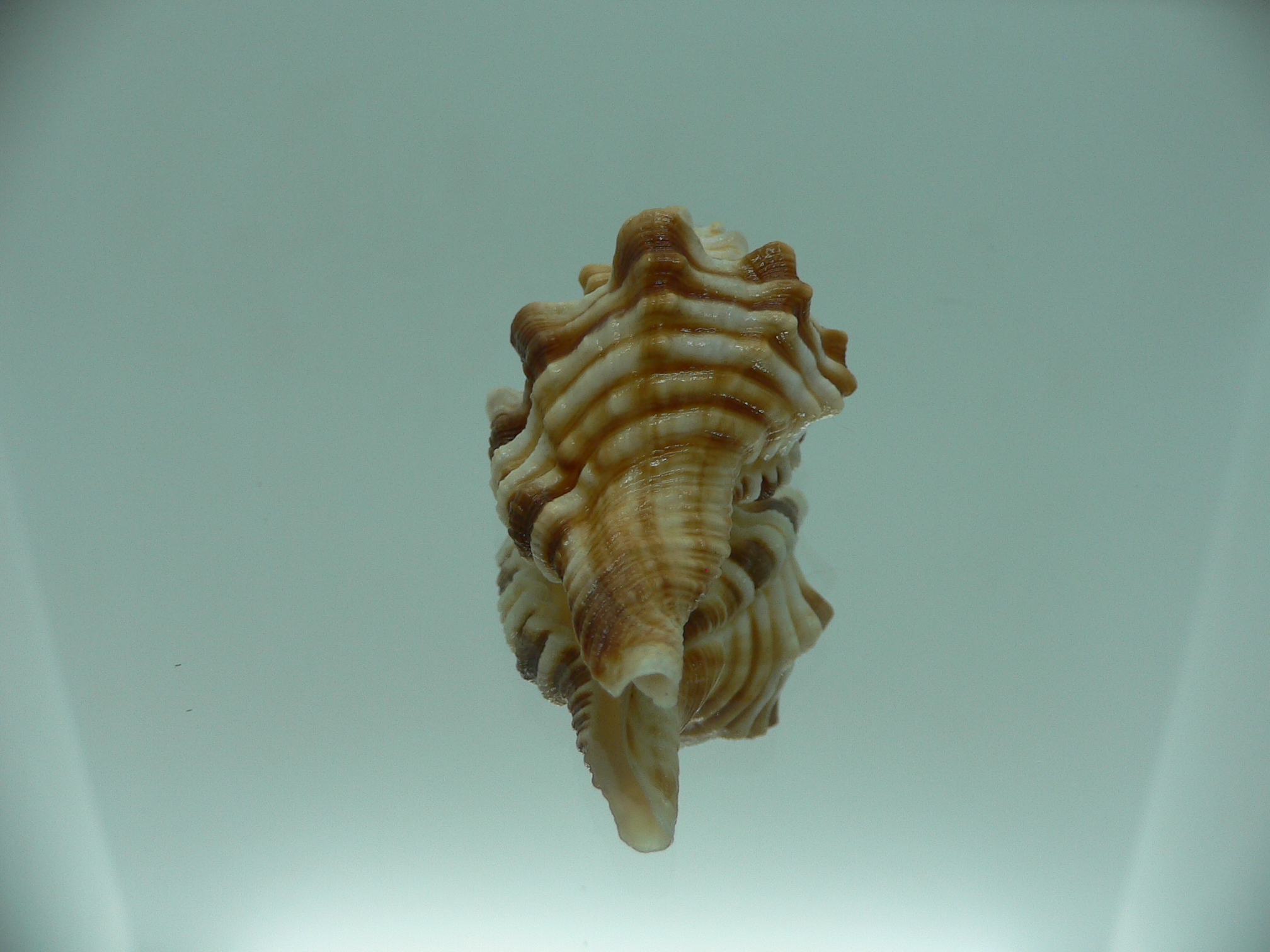 Ranularia trilineata