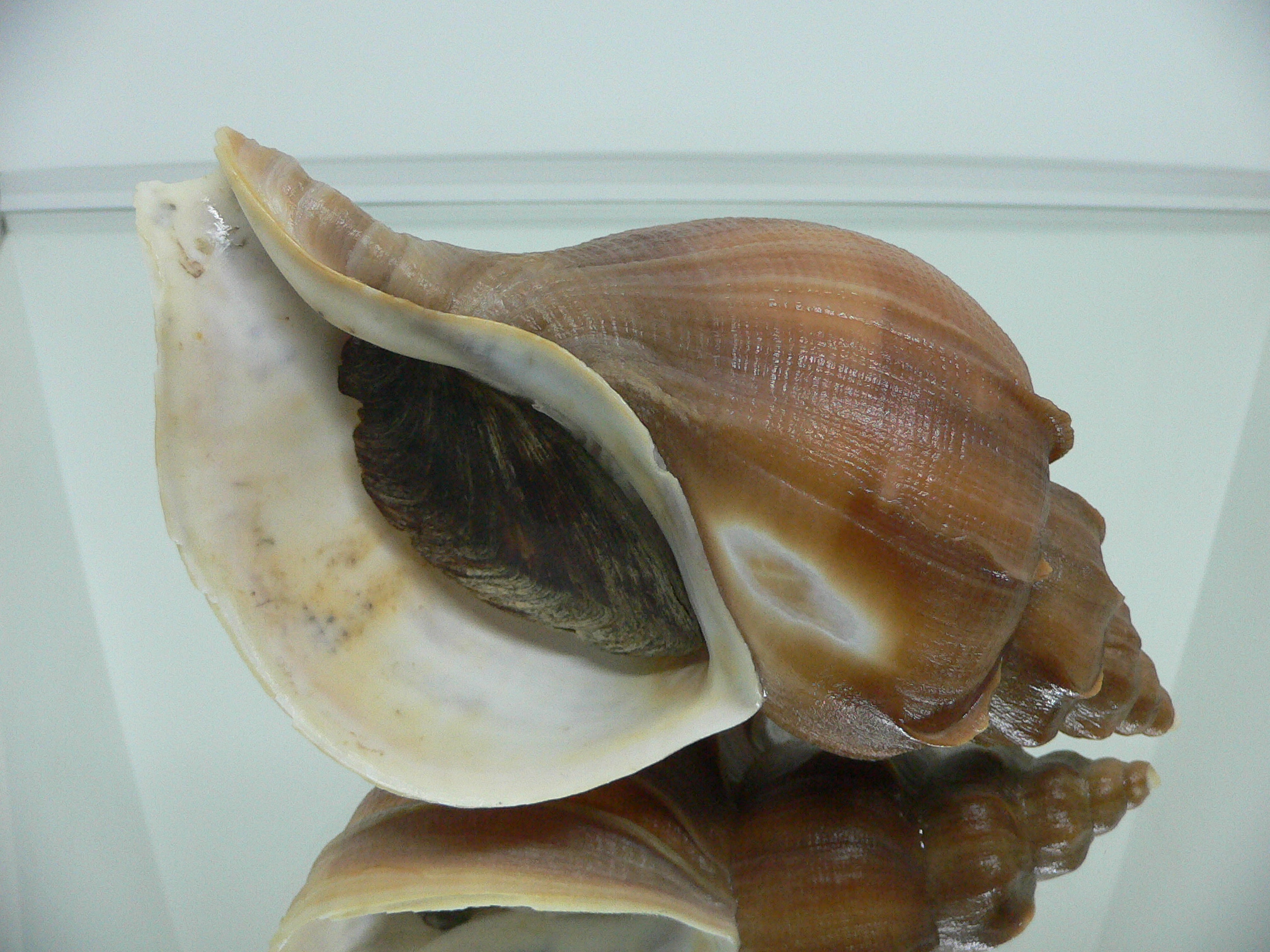 Neptunea constricta QUEEN