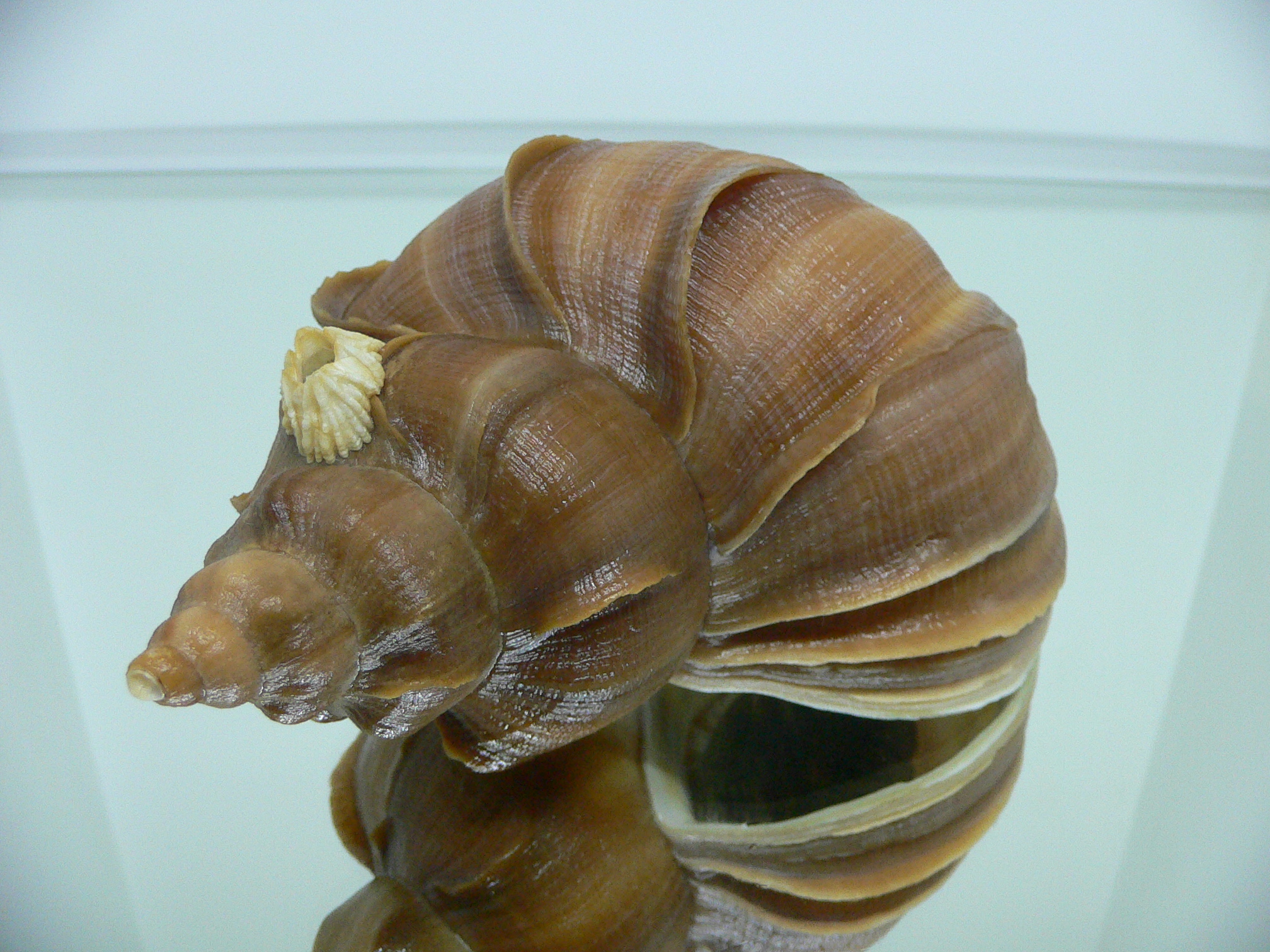 Neptunea constricta QUEEN
