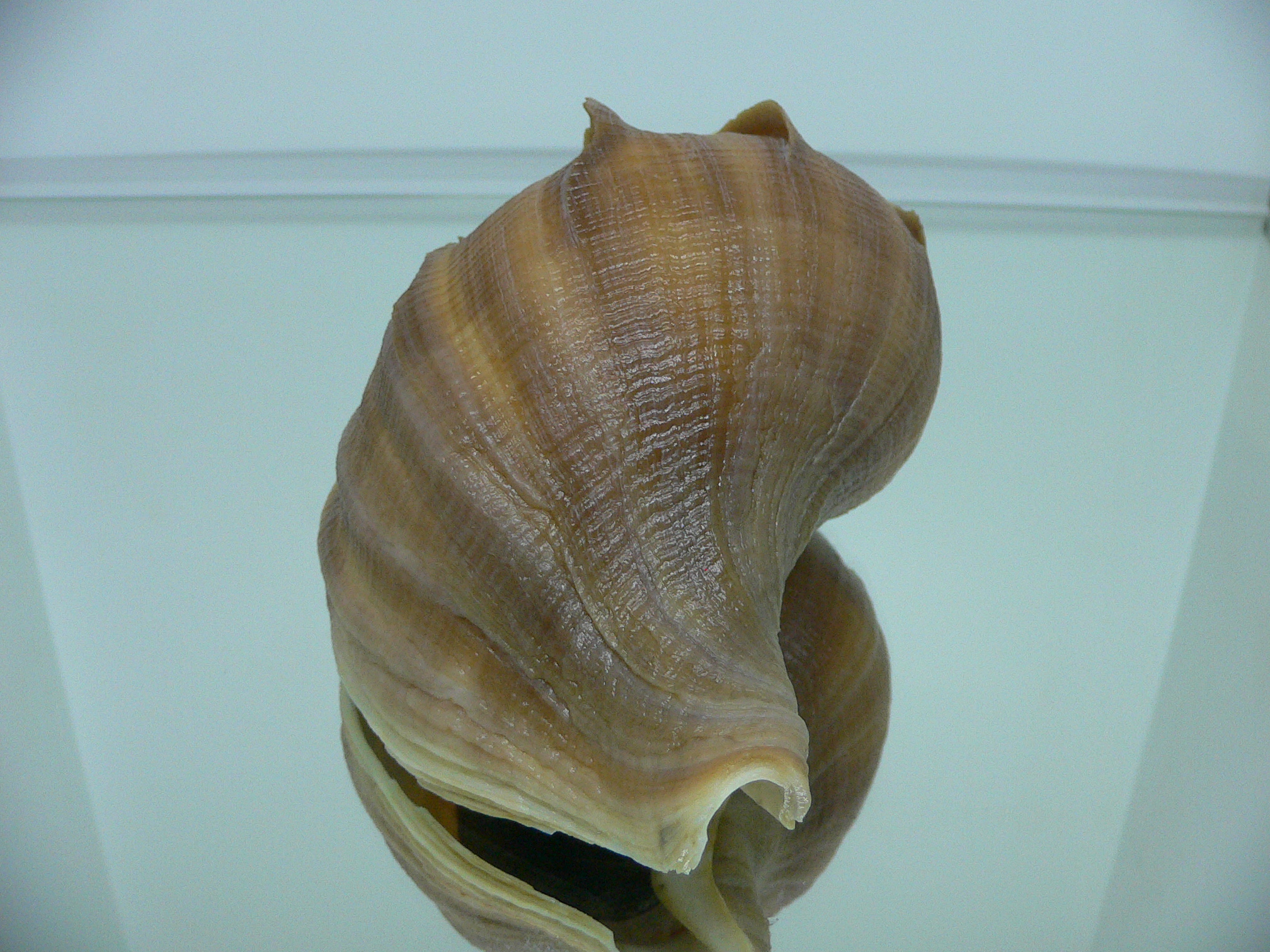 Neptunea constricta QUEEN