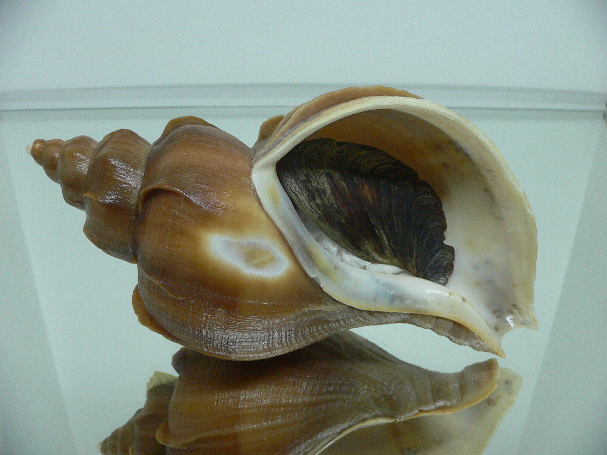 Neptunea constricta QUEEN
