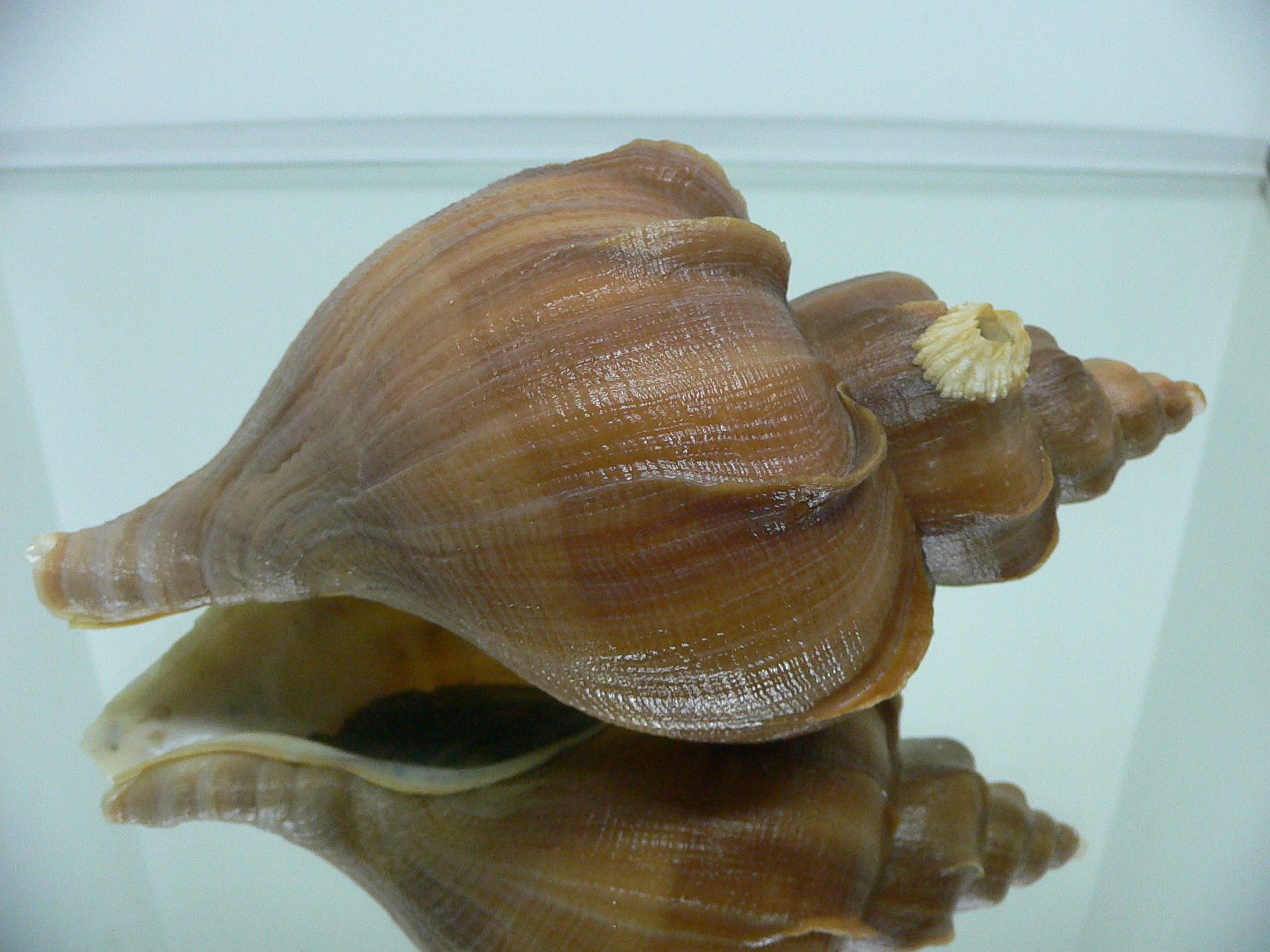 Neptunea constricta QUEEN