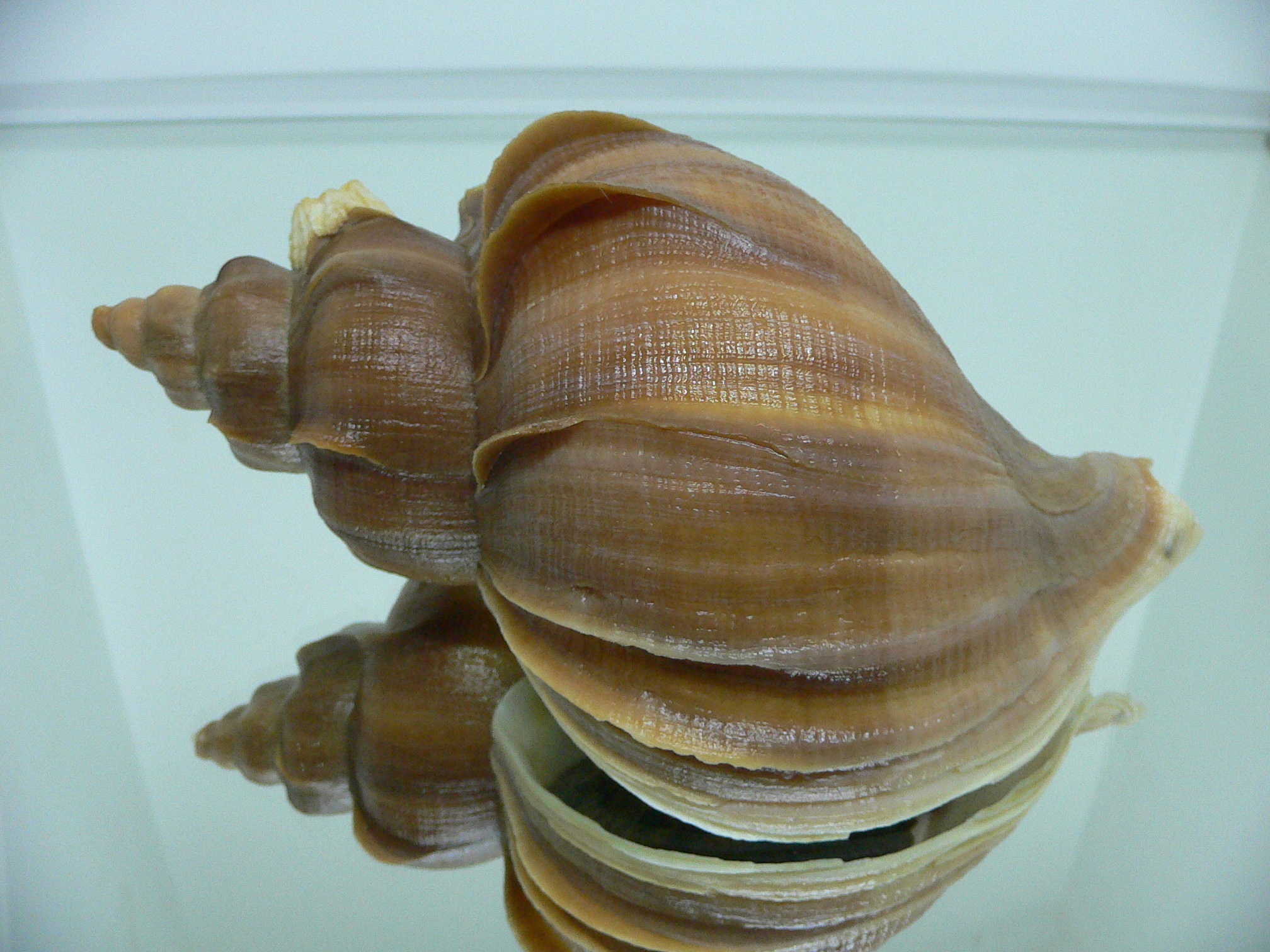 Neptunea constricta QUEEN