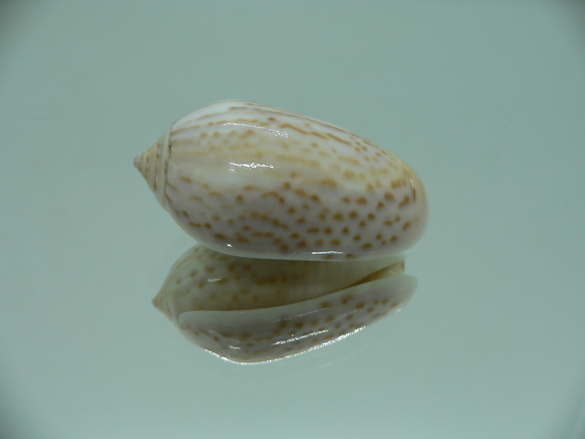 Oliva peruviana RARE
