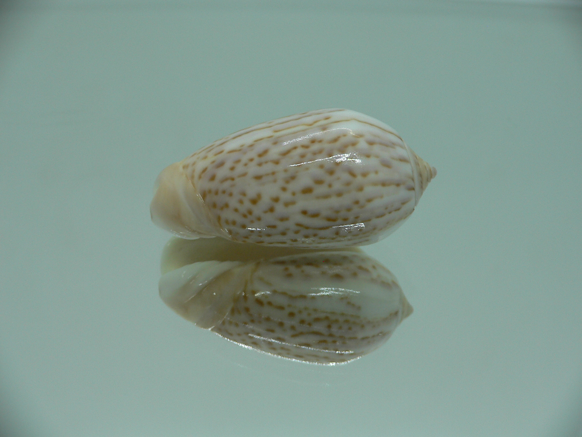 Oliva peruviana RARE