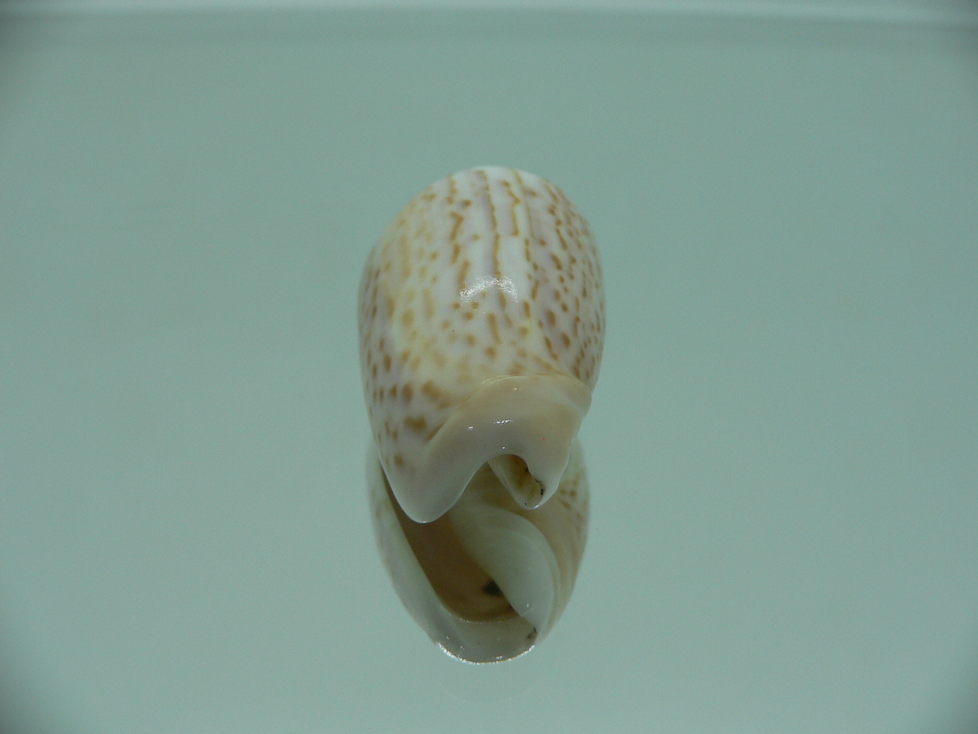 Oliva peruviana RARE