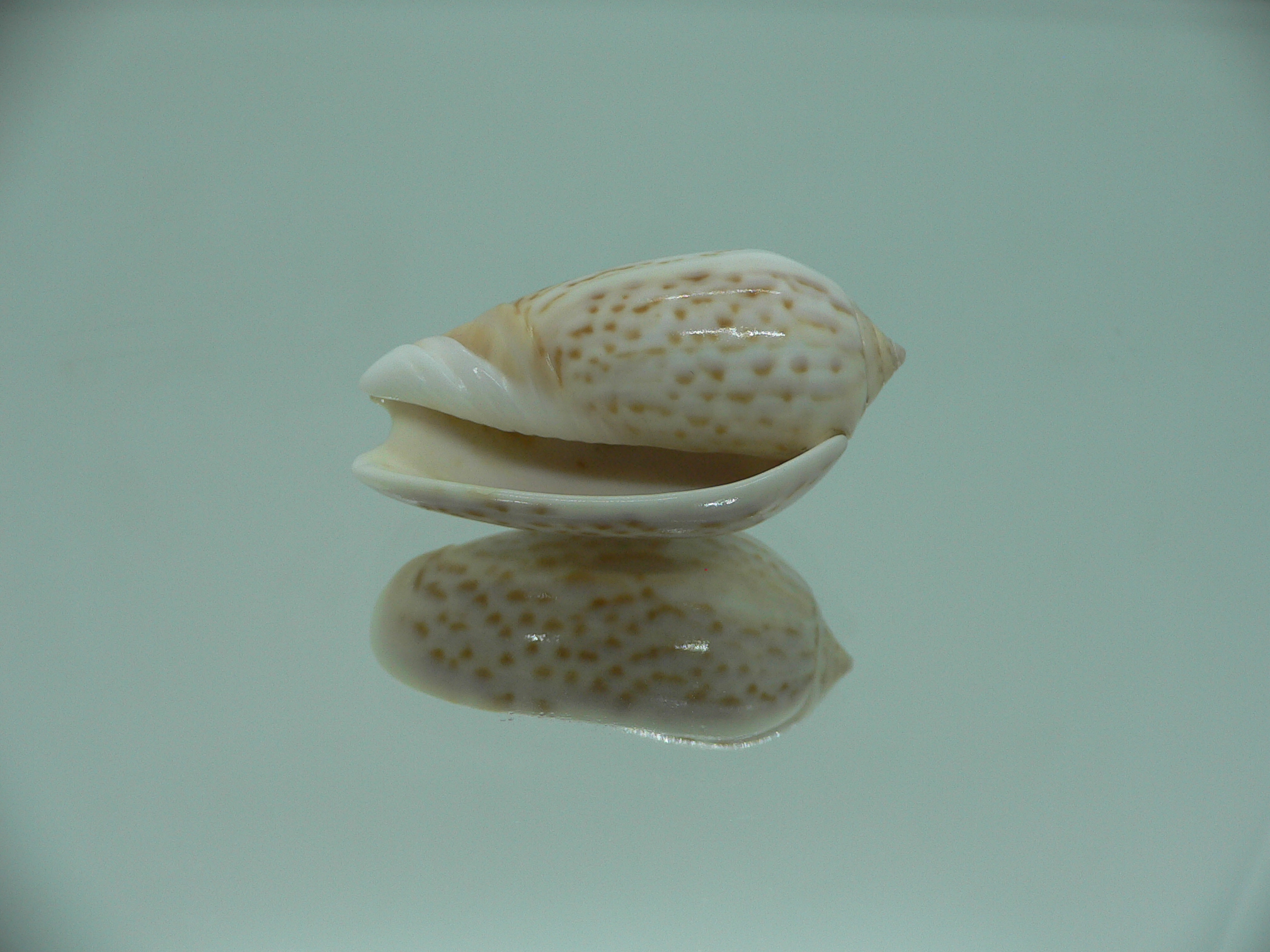 Oliva peruviana RARE