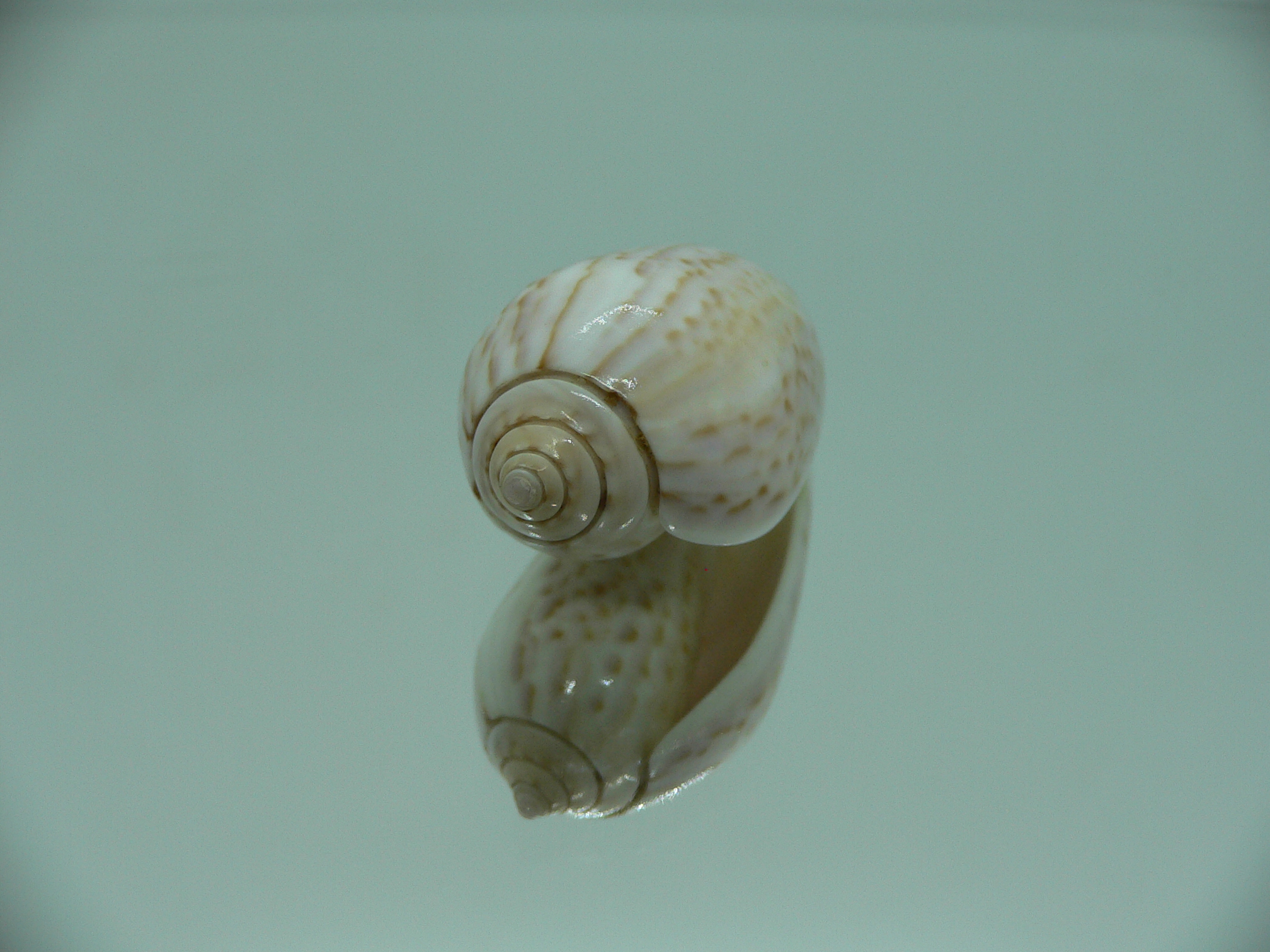 Oliva peruviana RARE