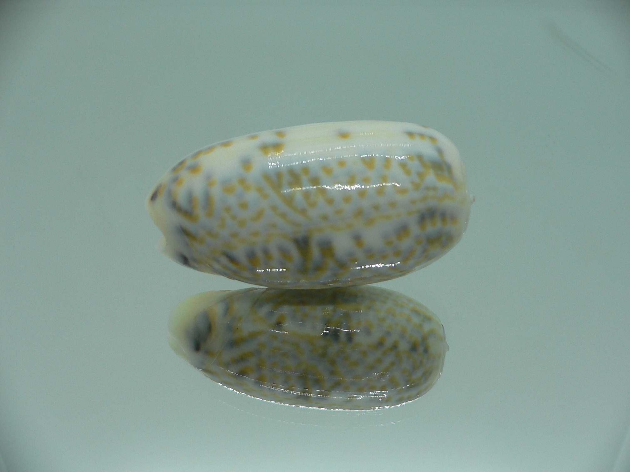 Oliva tricolor f. philanta IDEAL & RARE