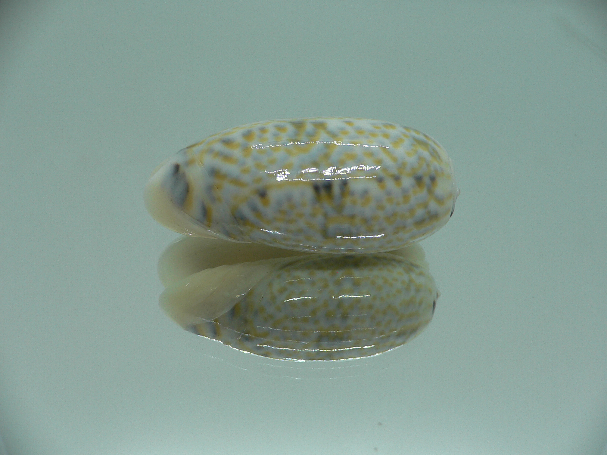 Oliva tricolor f. philanta IDEAL & RARE