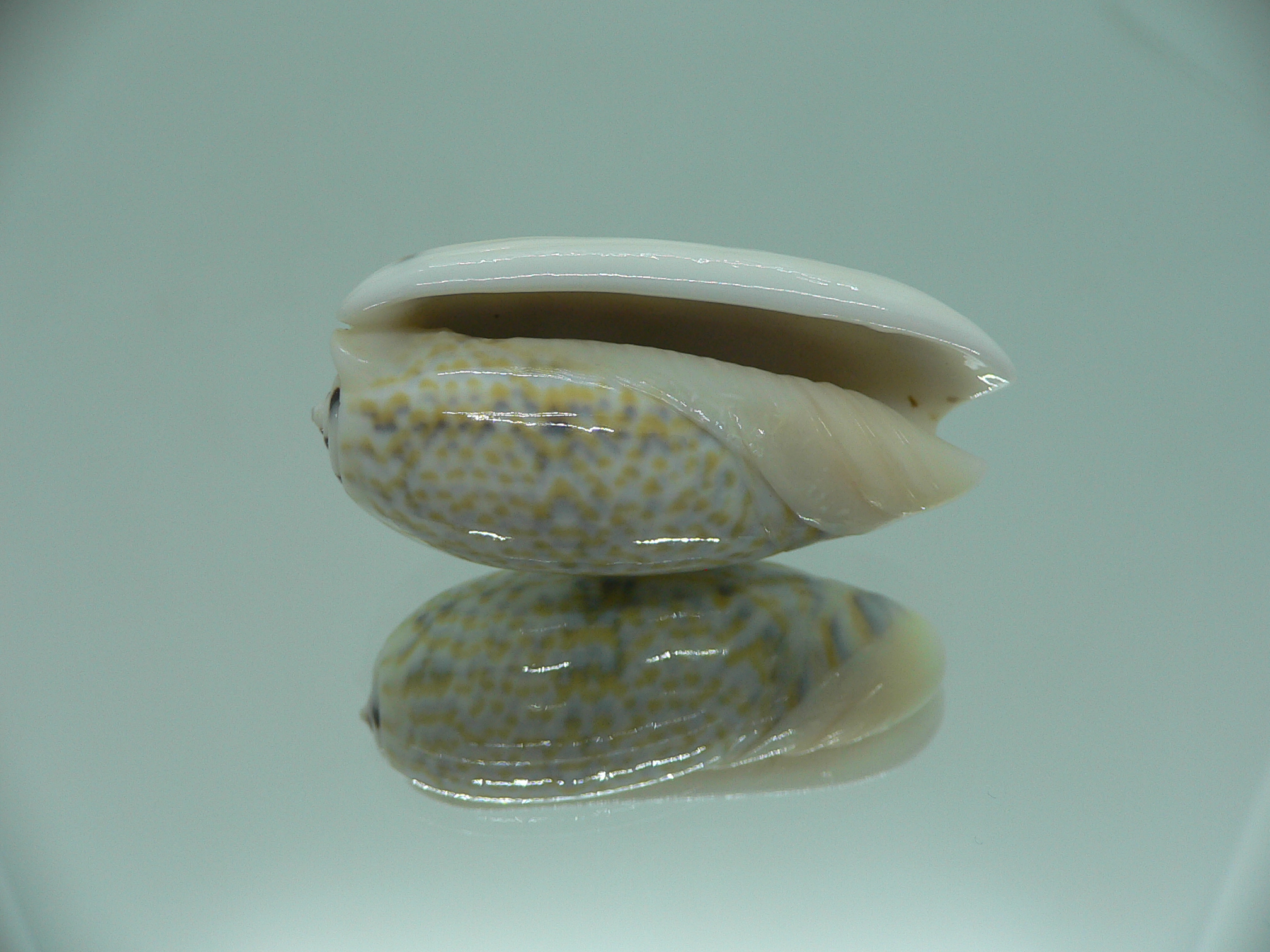 Oliva tricolor f. philanta IDEAL & RARE