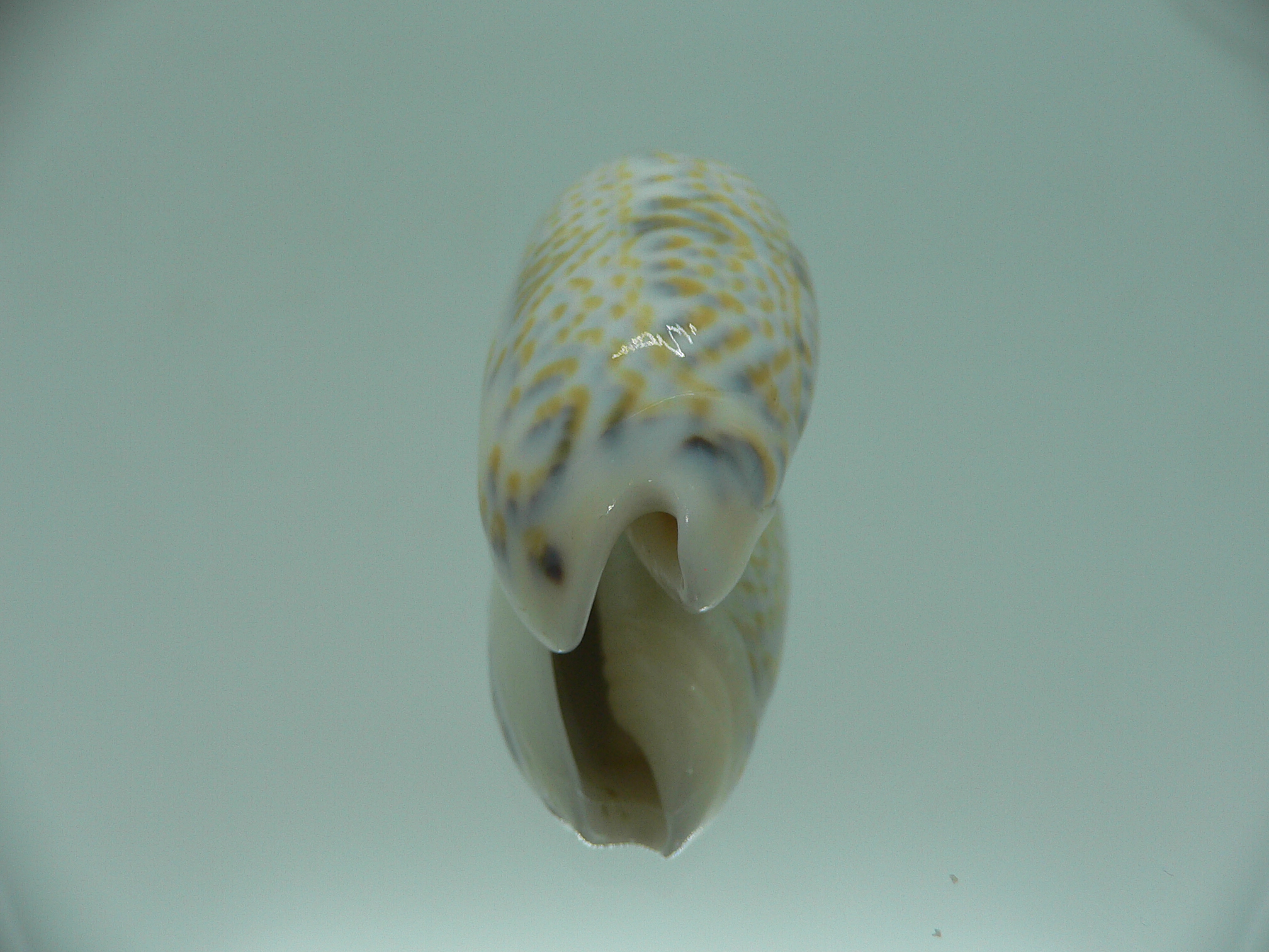 Oliva tricolor f. philanta IDEAL & RARE
