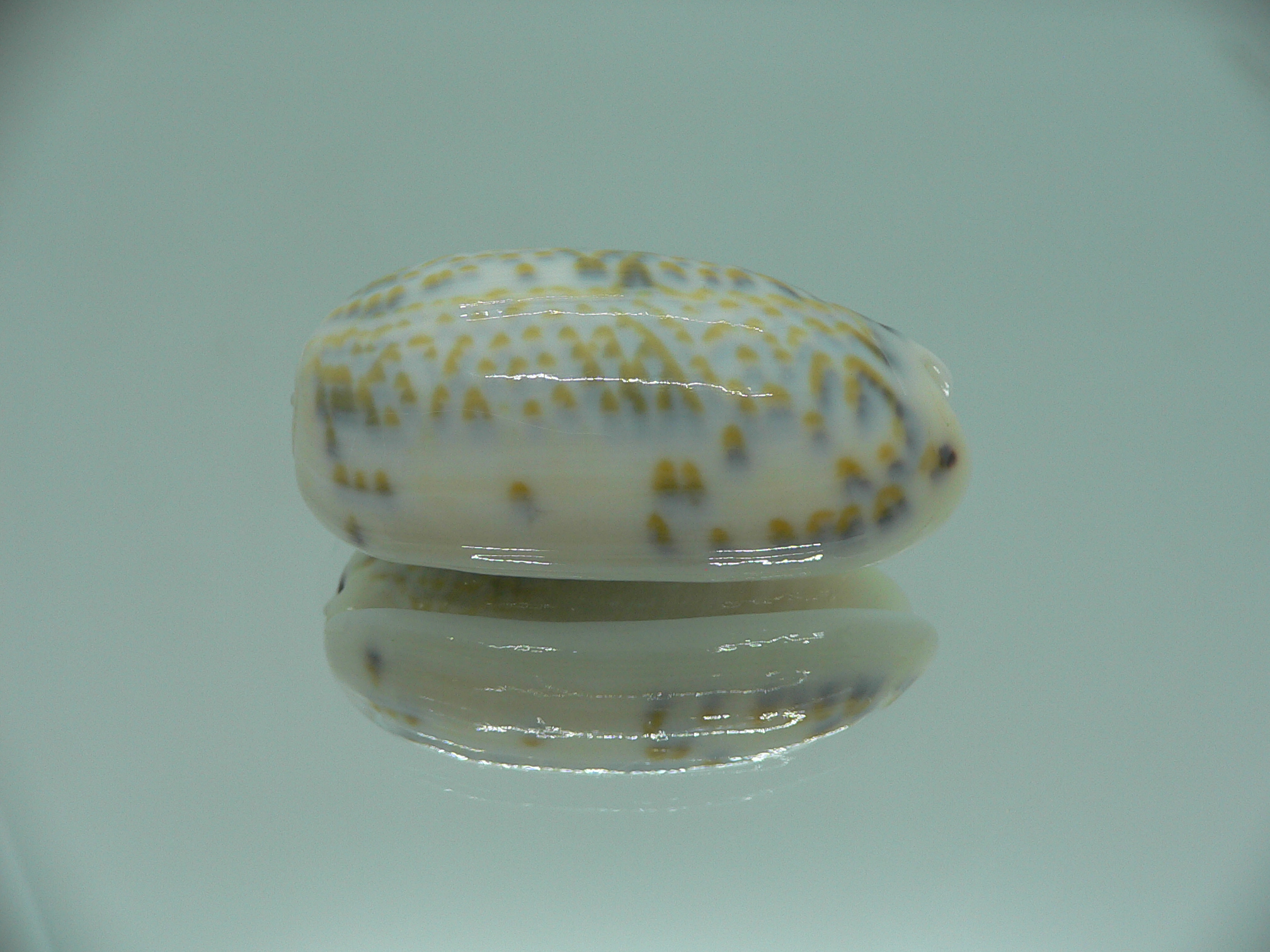 Oliva tricolor f. philanta IDEAL & RARE