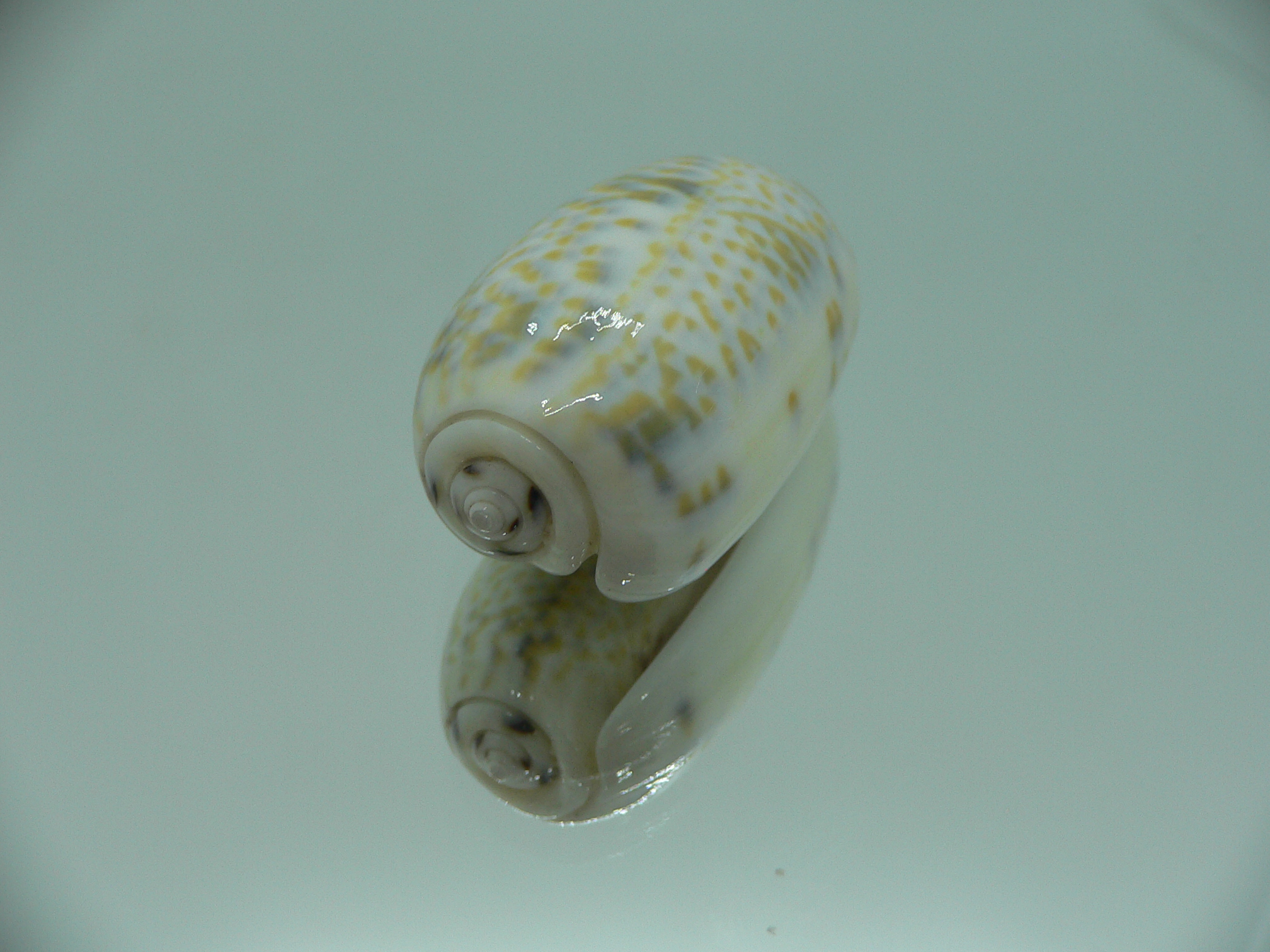 Oliva tricolor f. philanta IDEAL & RARE