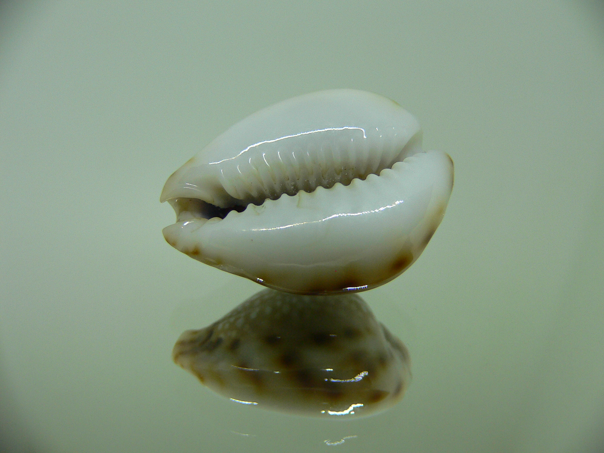 Cypraea lamarckii redimita f. phuketensis WIDE & FLATTENED