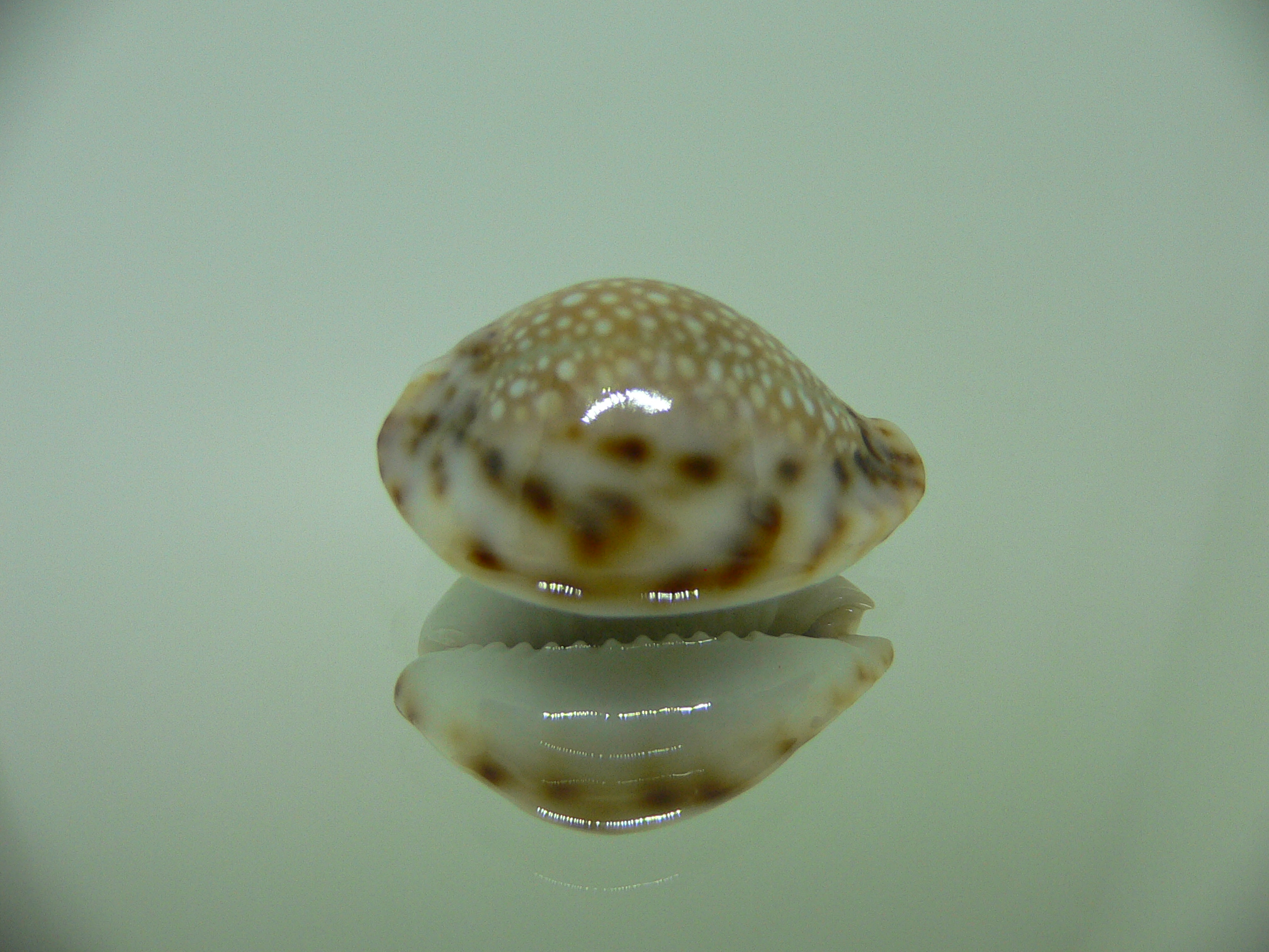 Cypraea lamarckii redimita f. phuketensis WIDE & FLATTENED