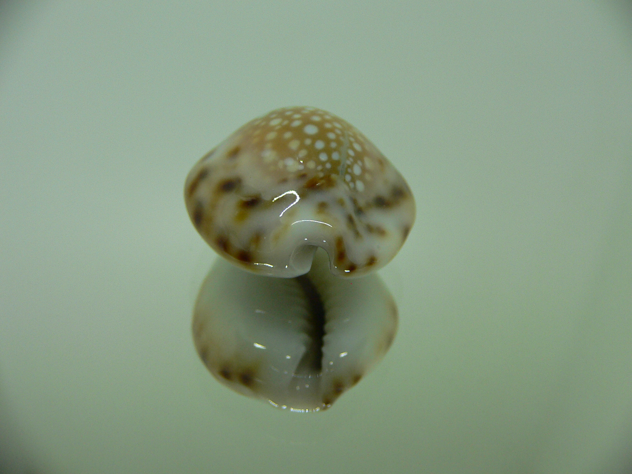 Cypraea lamarckii redimita f. phuketensis WIDE & FLATTENED